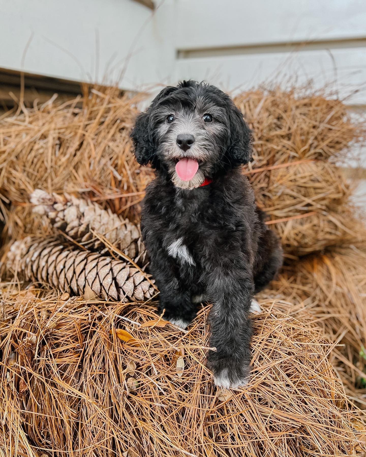 An example of a black goldendoodle from Smeraglia