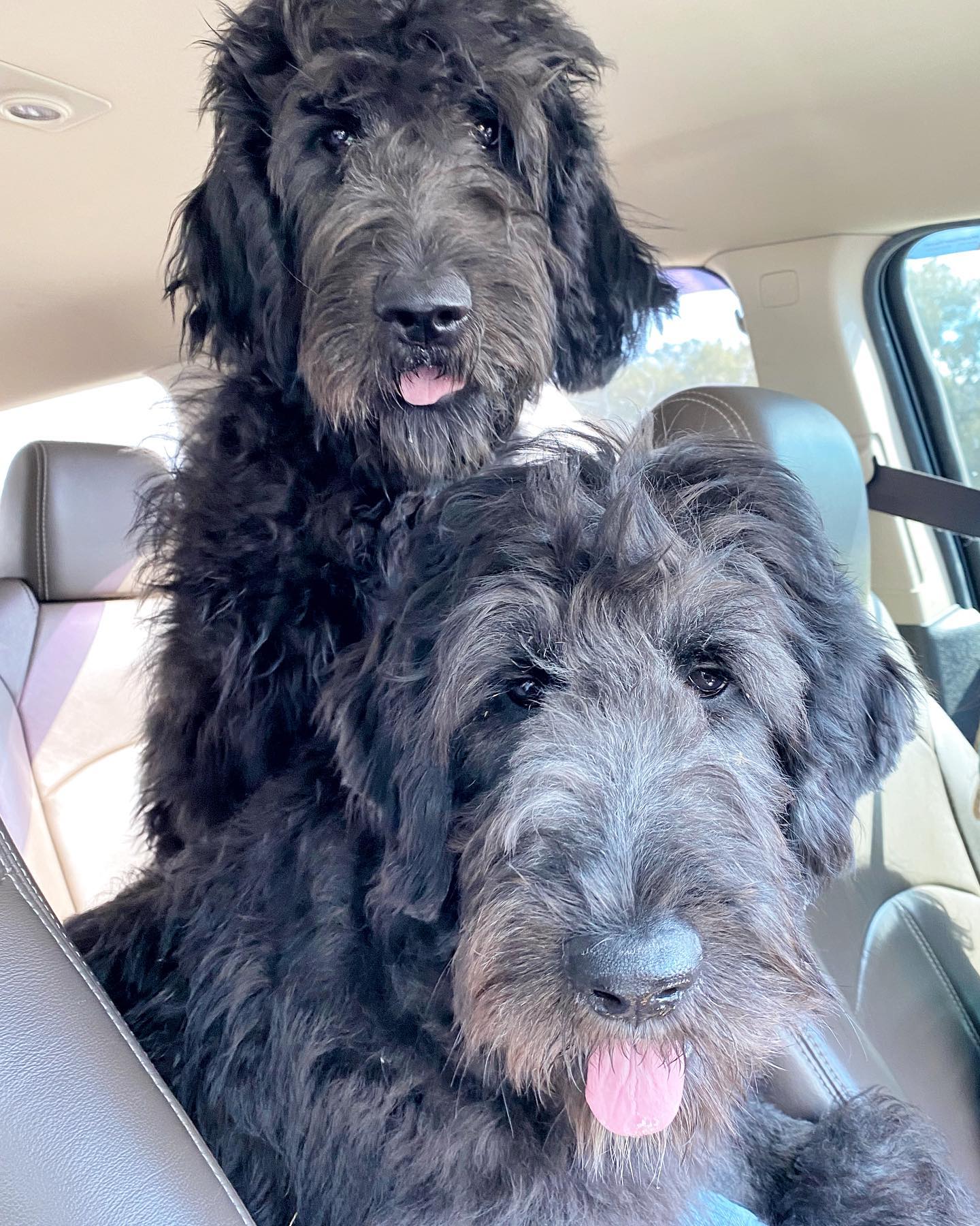 An example of two large black golden doodles