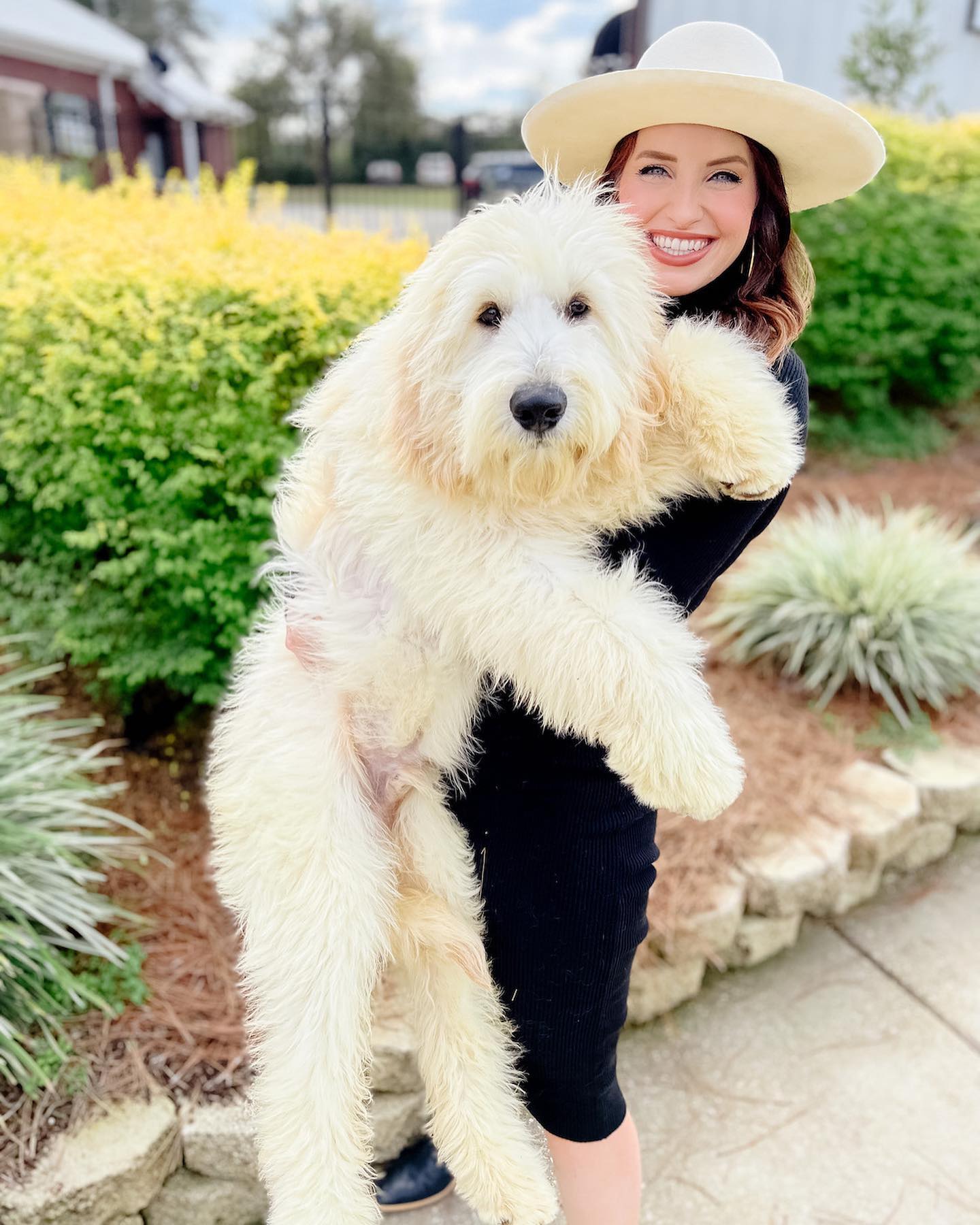 a large white F2 English Teddy Bear Golden Doodle
