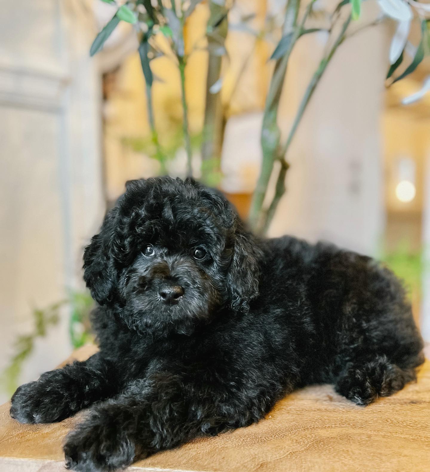 The Smeraglia Teddybear Goldendoodles are some of the most adorable black bears you'll ever see! They're allergy-friendly and make perfect pets.
