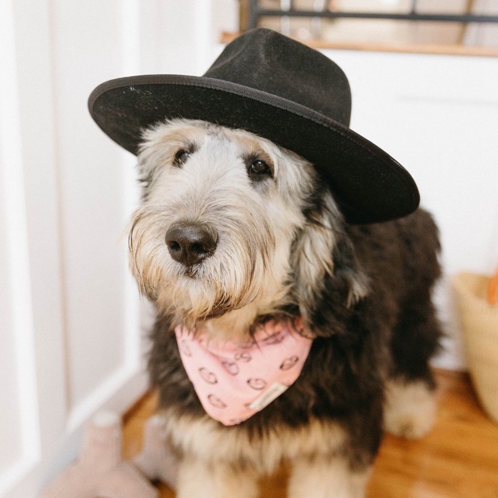 The silver goldendoodle looks very stylish with his hat and bandanna. His markings are very distinct and stand out with his silver fur. His eyes seem to be smiling, adding to his adorable look.