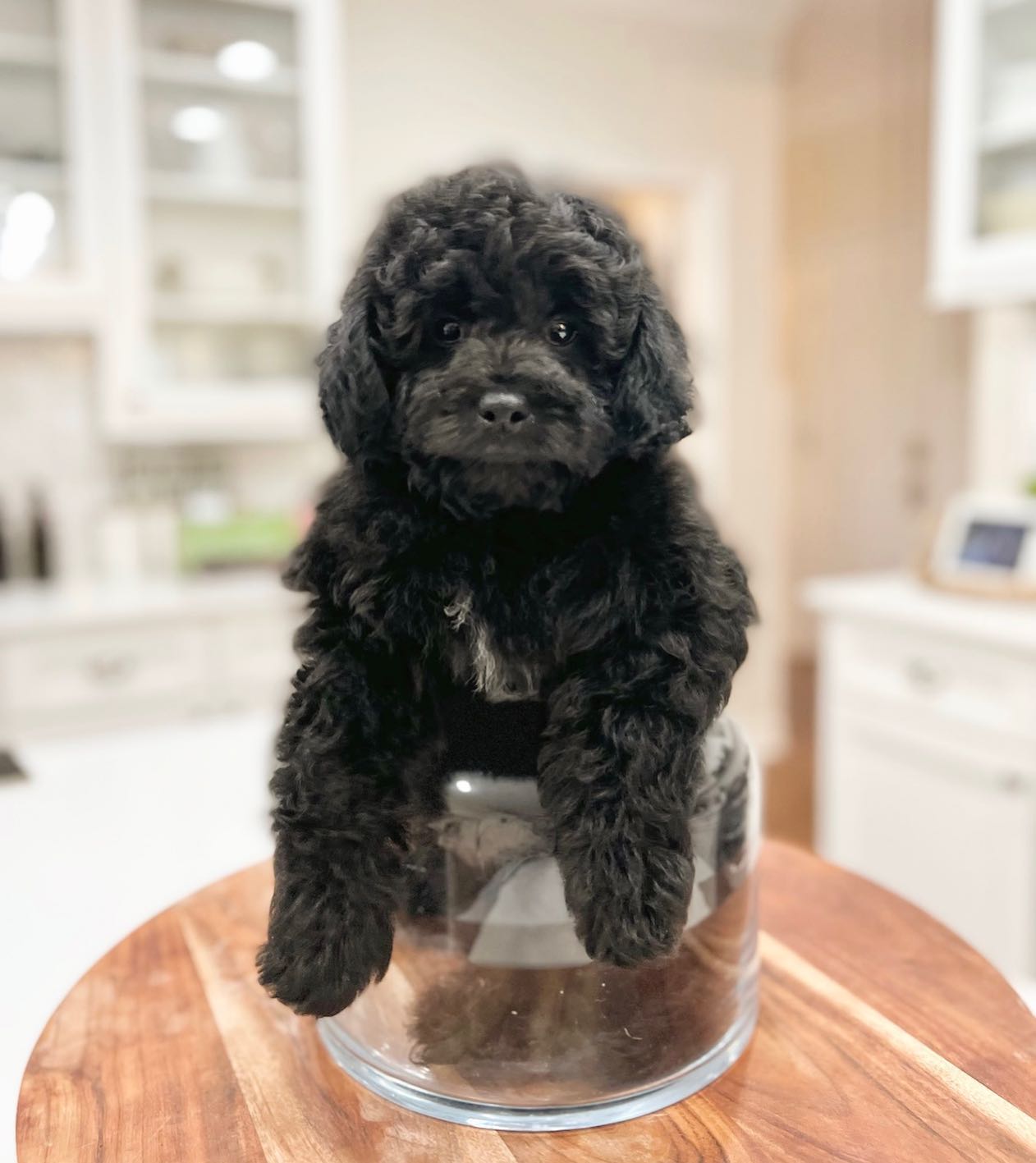 An example of a black golden doodle puppy at three months old.