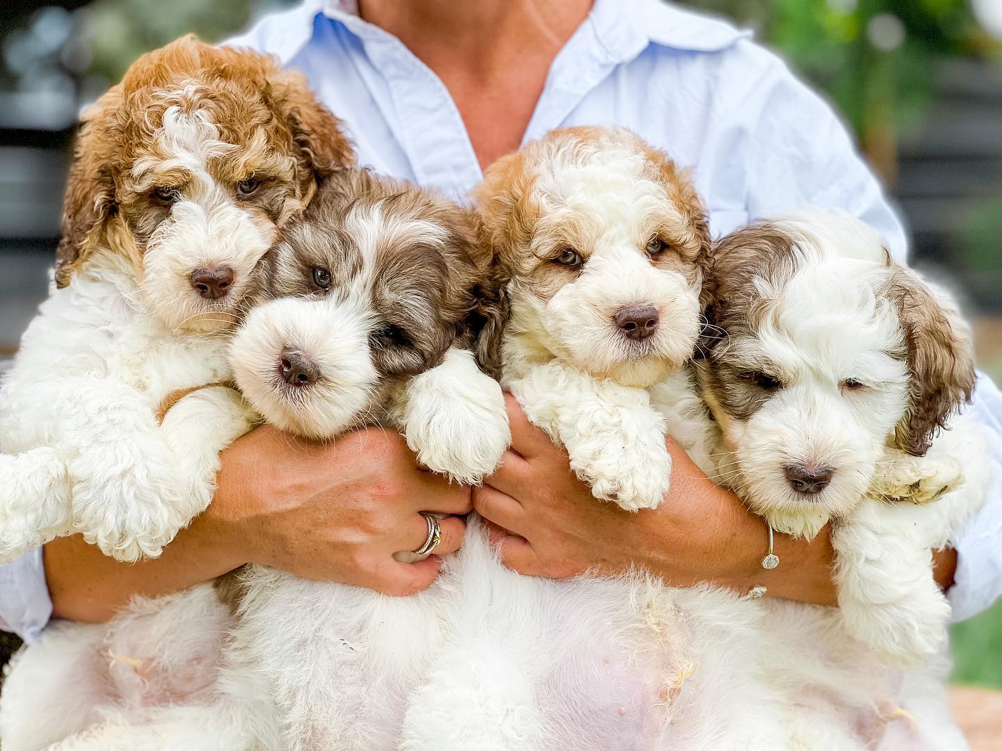 a group of brown and white parti colored teddy bear twoodle puppies being held