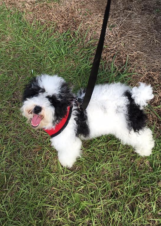 a black and white parti colored small teddy bear schnoodle on a leash