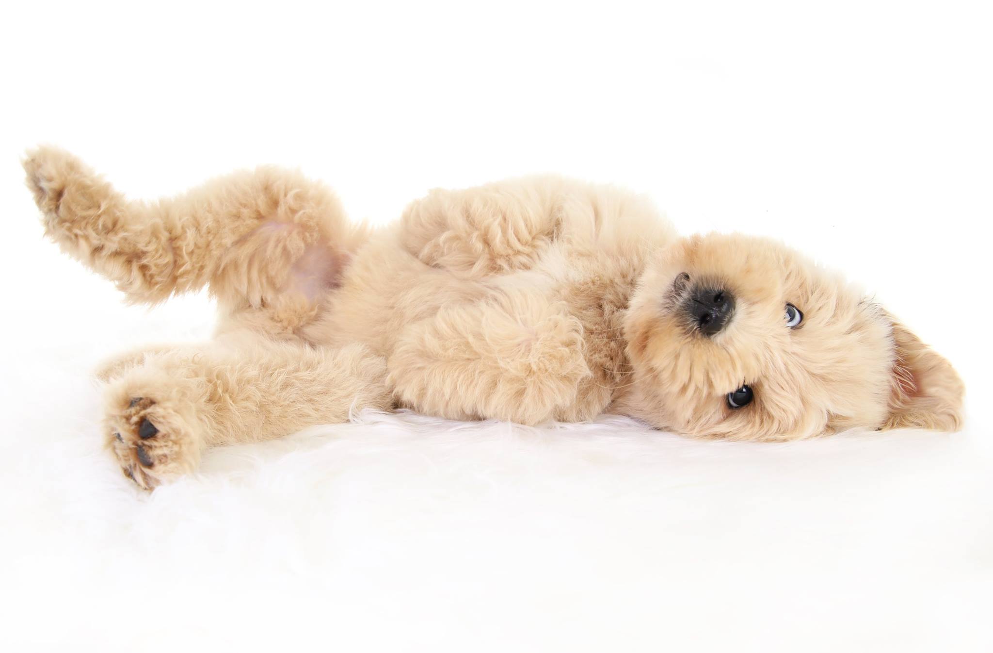 A Silly Goldendoodle laying on its back