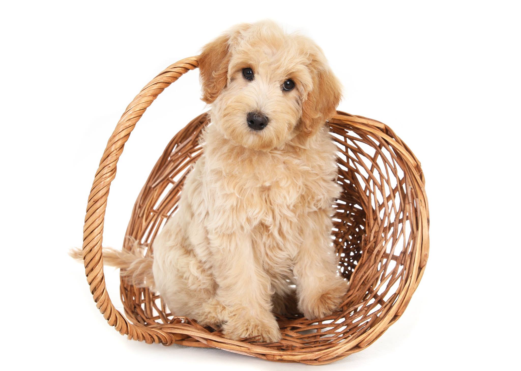 a goldendoodle puppy in a wicker basket