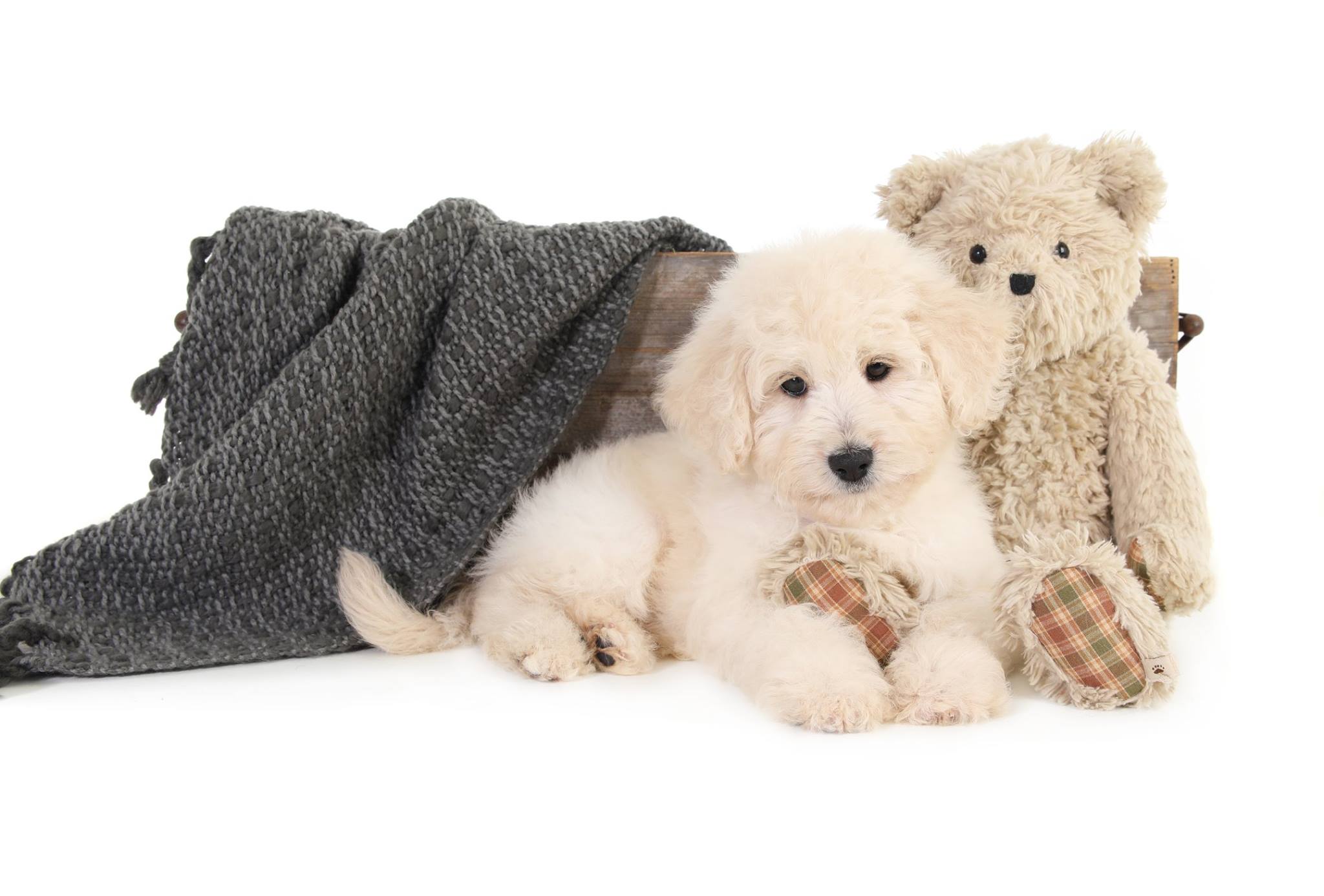 A cute Goldendoodle with a blanket and a teddybear during his photoshoot