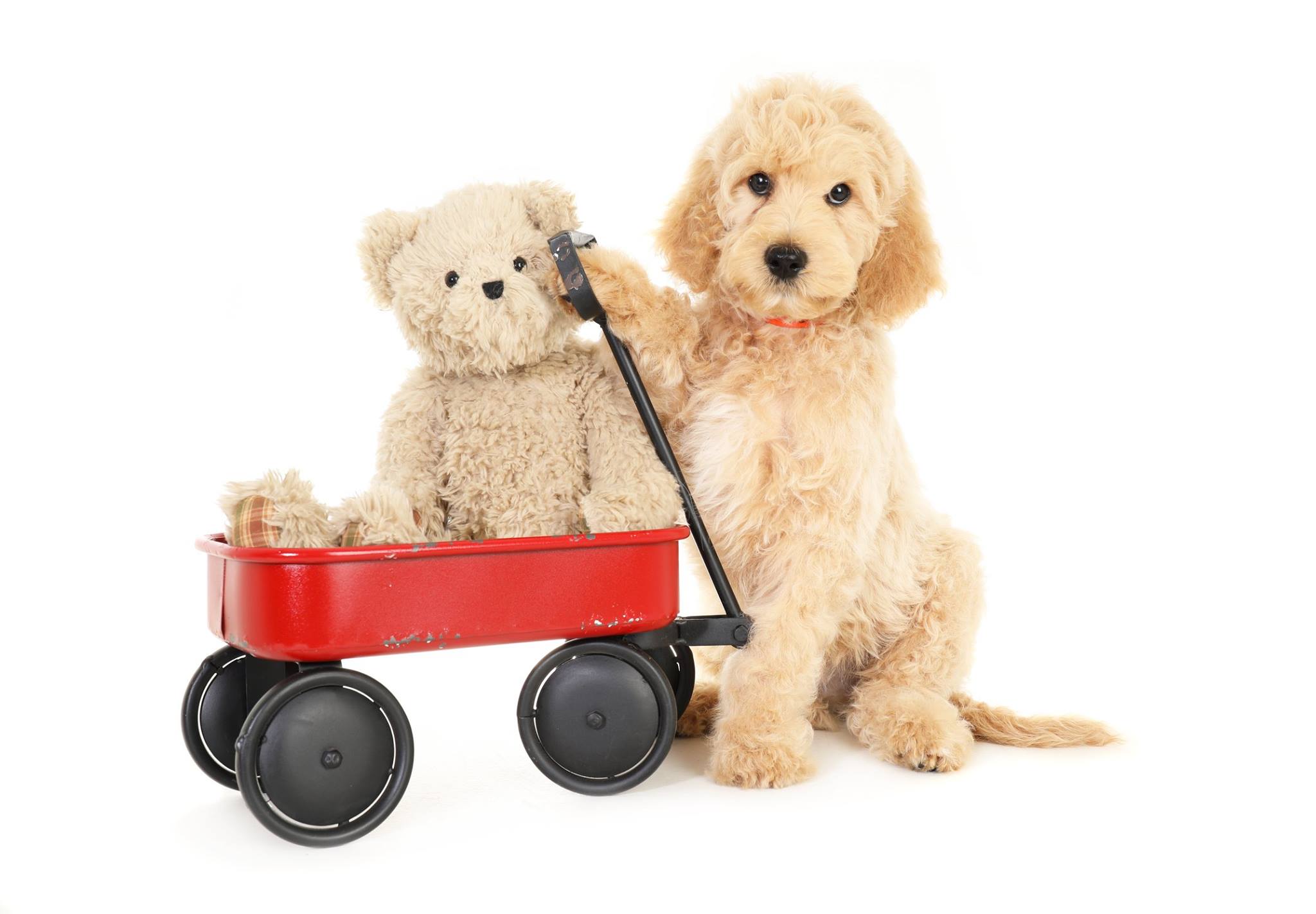 a light apricot colored goldendoodle puppy with a teddybear in a red wagon