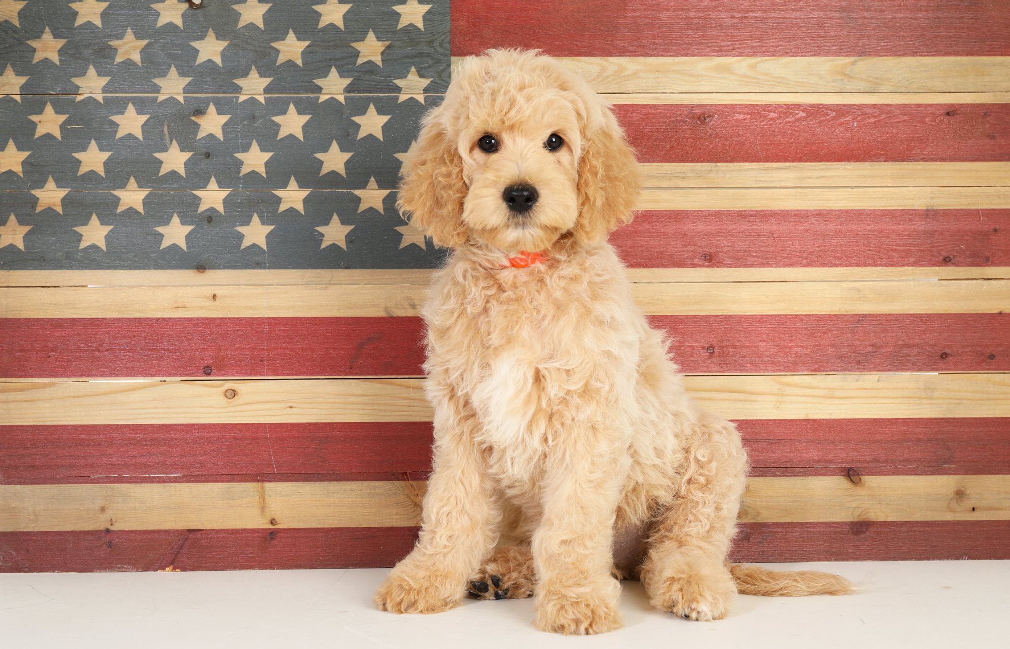 a goldendoodle puppy behind a wooden American flag
