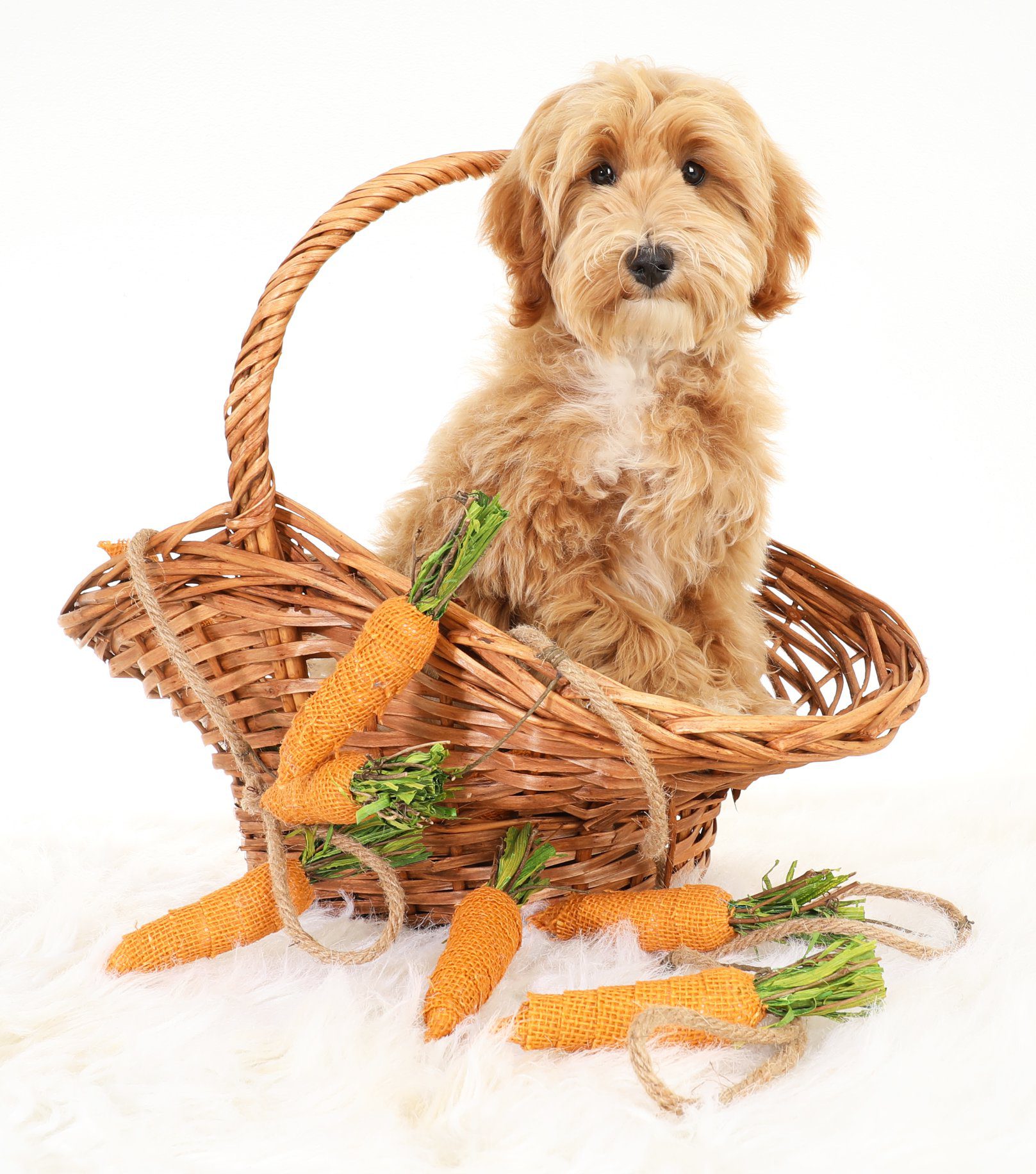 an apricot colored goldendoodle in a basket with carrots
