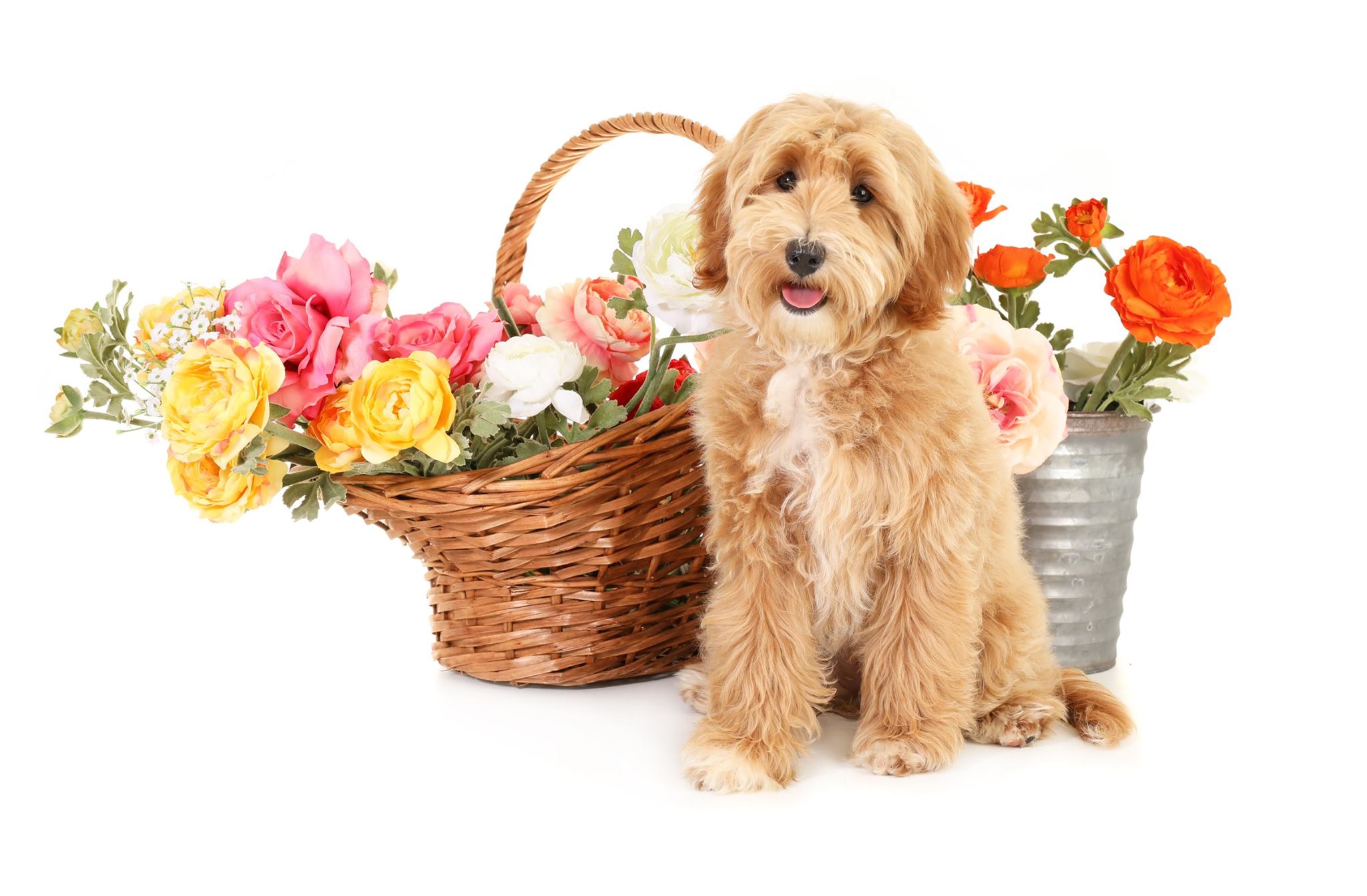 a light apricot colored golden doodle with flowers in a basket in his photoshoot