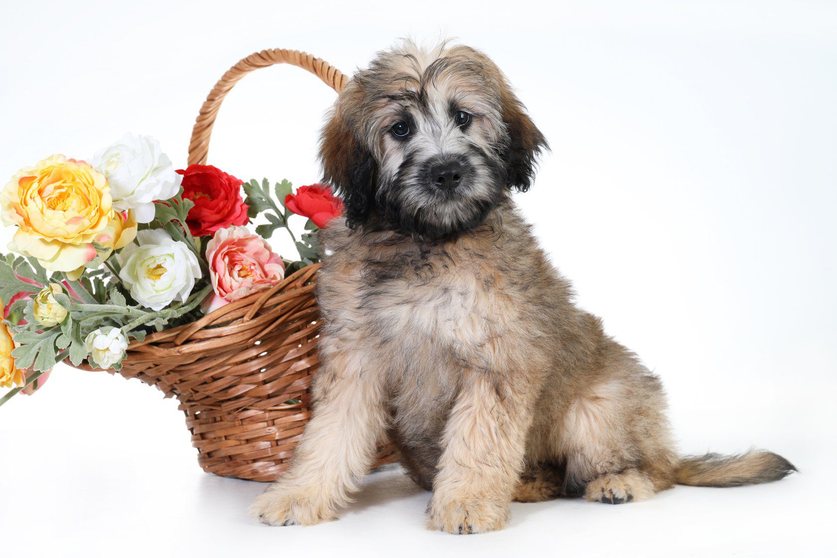 The Smeraglia Teddybear goldendoodle wookie patterned dog is a beautiful sight to behold. With its soft, fluffy coat and adorable face, it's no wonder this dog is so popular. Its pose for the camera is sure to capture your heart.