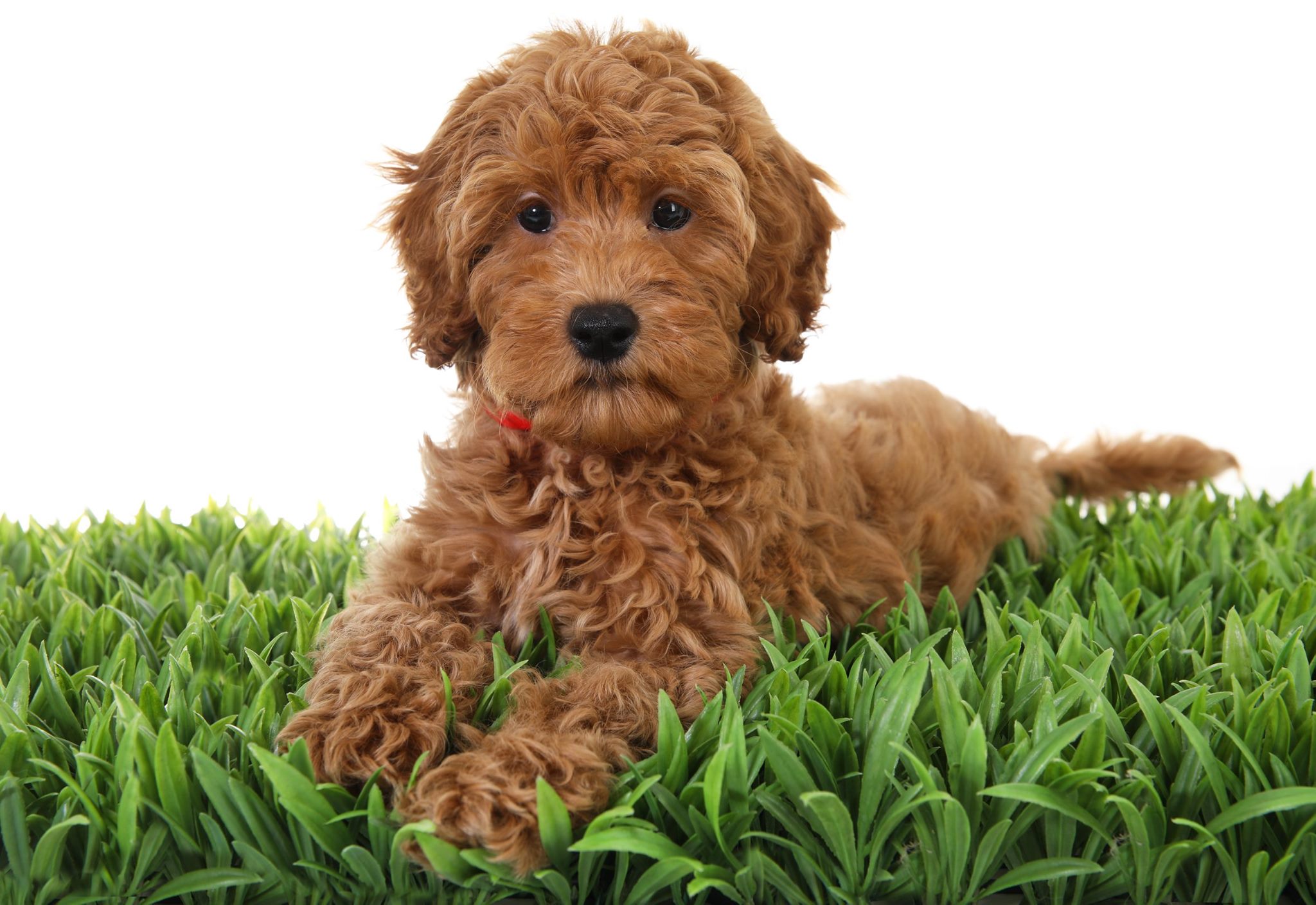 red goldendoodle puppy laying in green grass