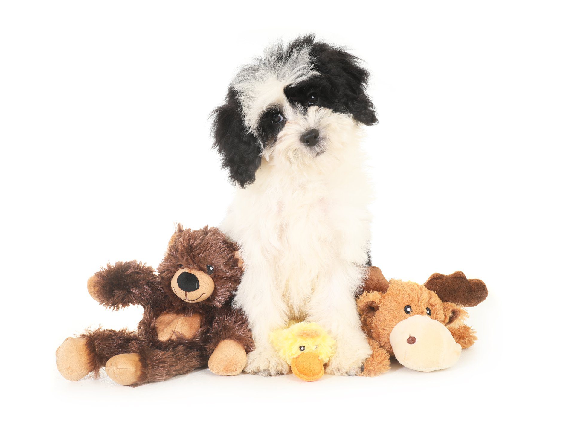 a black and white goldendoodle puppy with stuffed animals