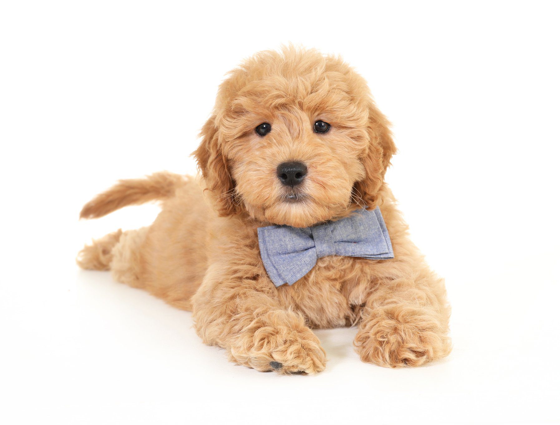 a goldendoodle puppy with a blue bowtie on
