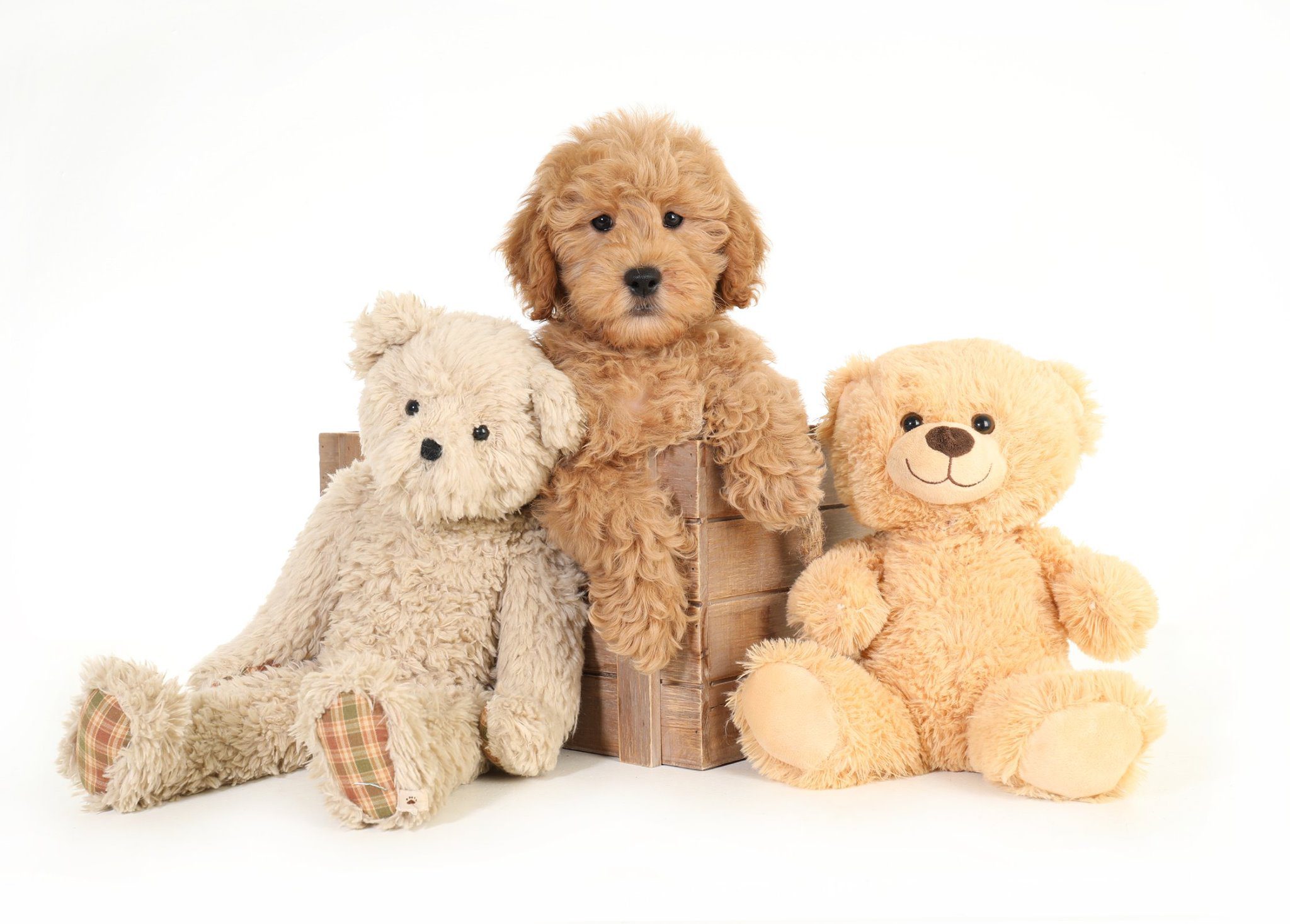 cute teddybear goldendoodle puppy with teddybears stuffed animals
