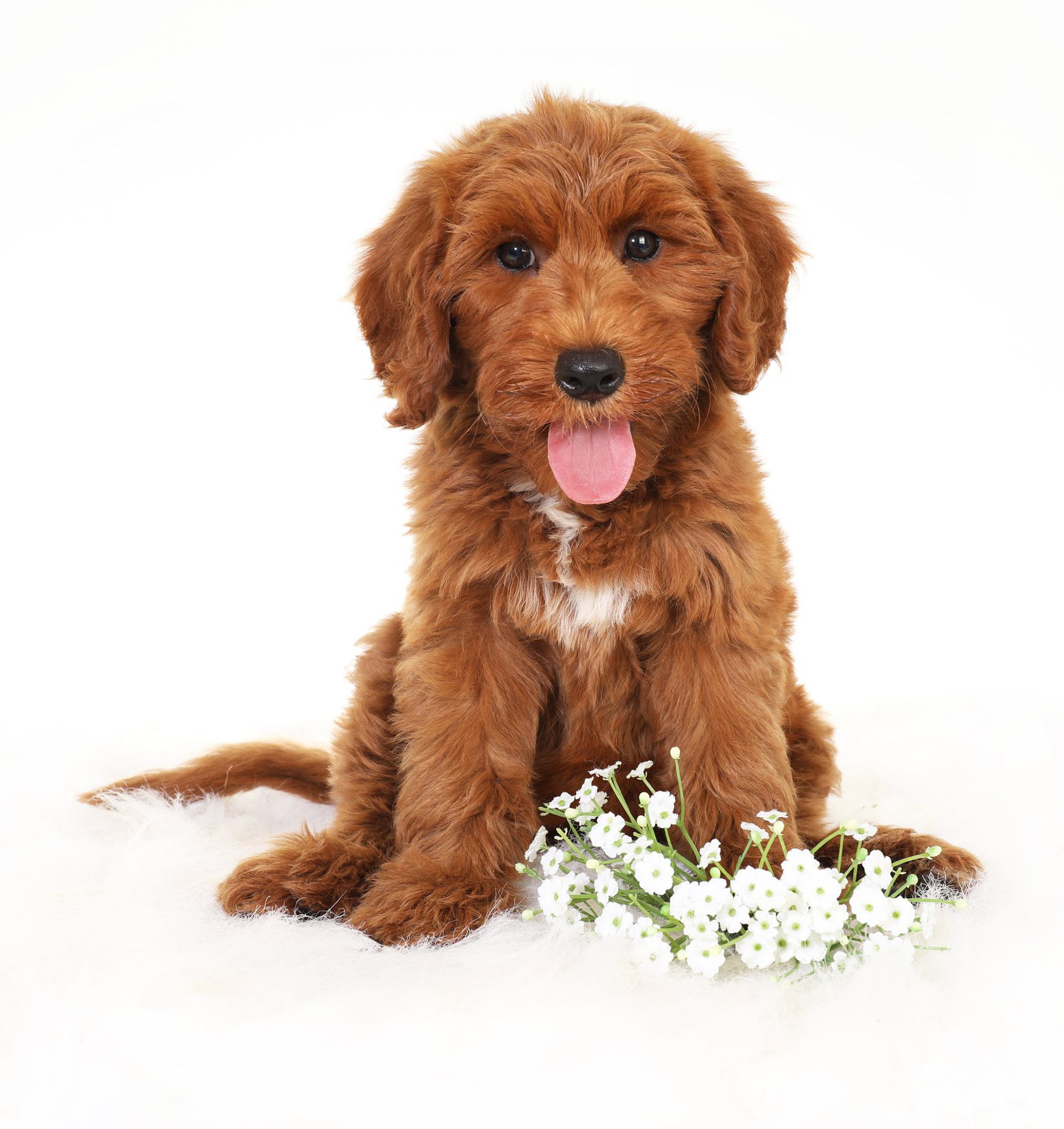 red goldendoodle puppy with flowers