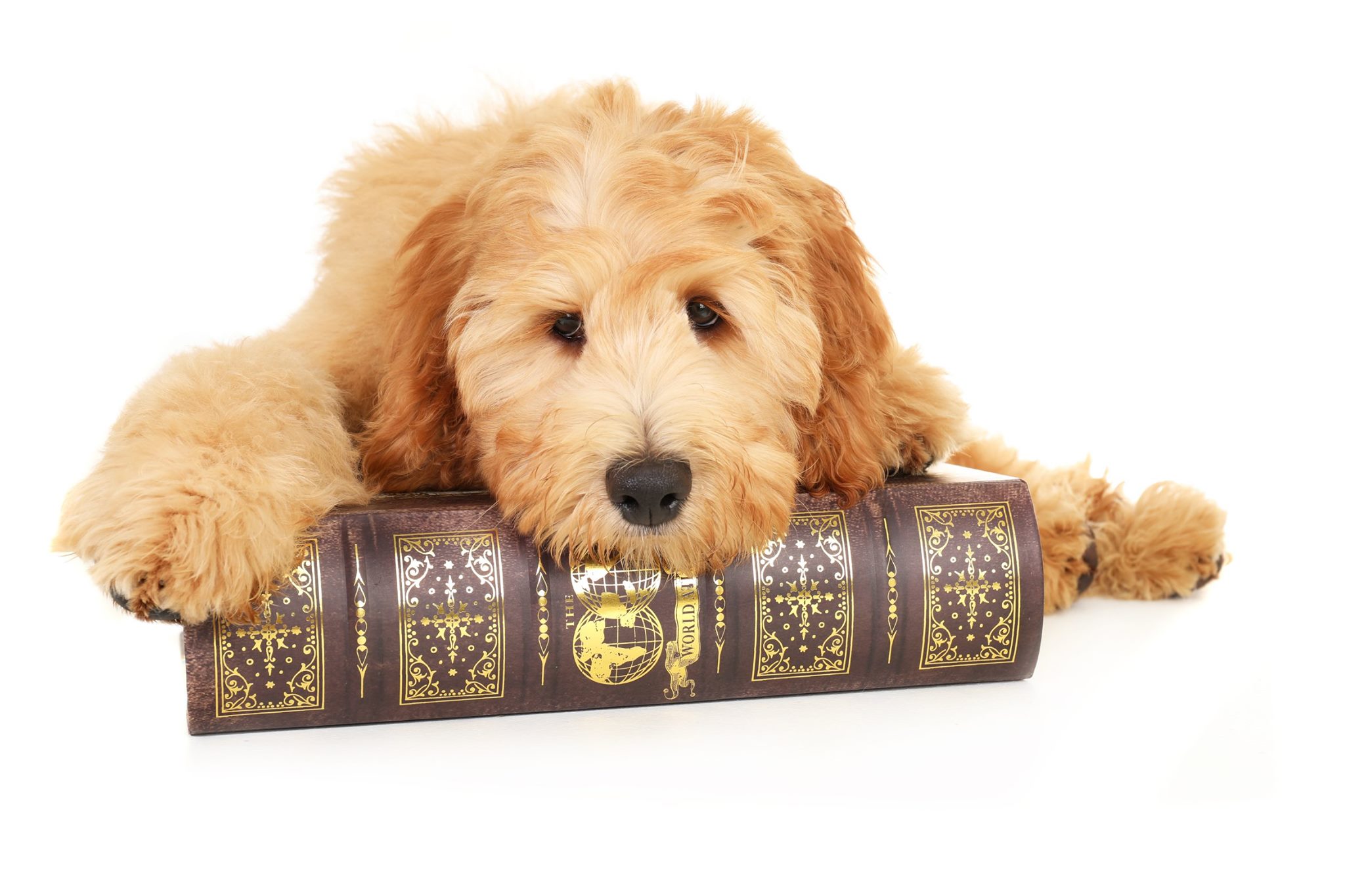 an apricot colored goldendoodle laying on a world atlas book