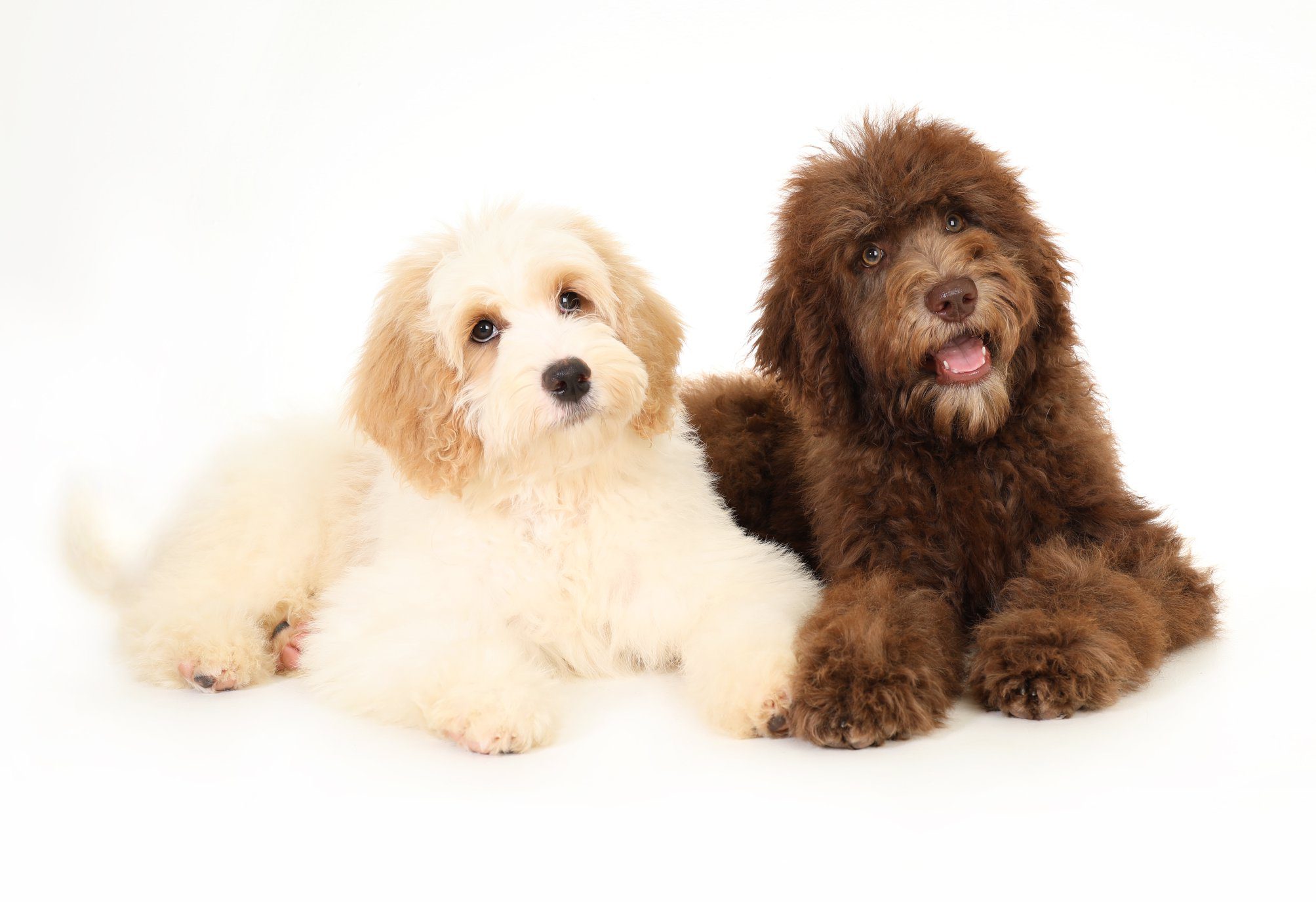 an example of a light apricot goldendoodle and an example of a brown goldendoodle
