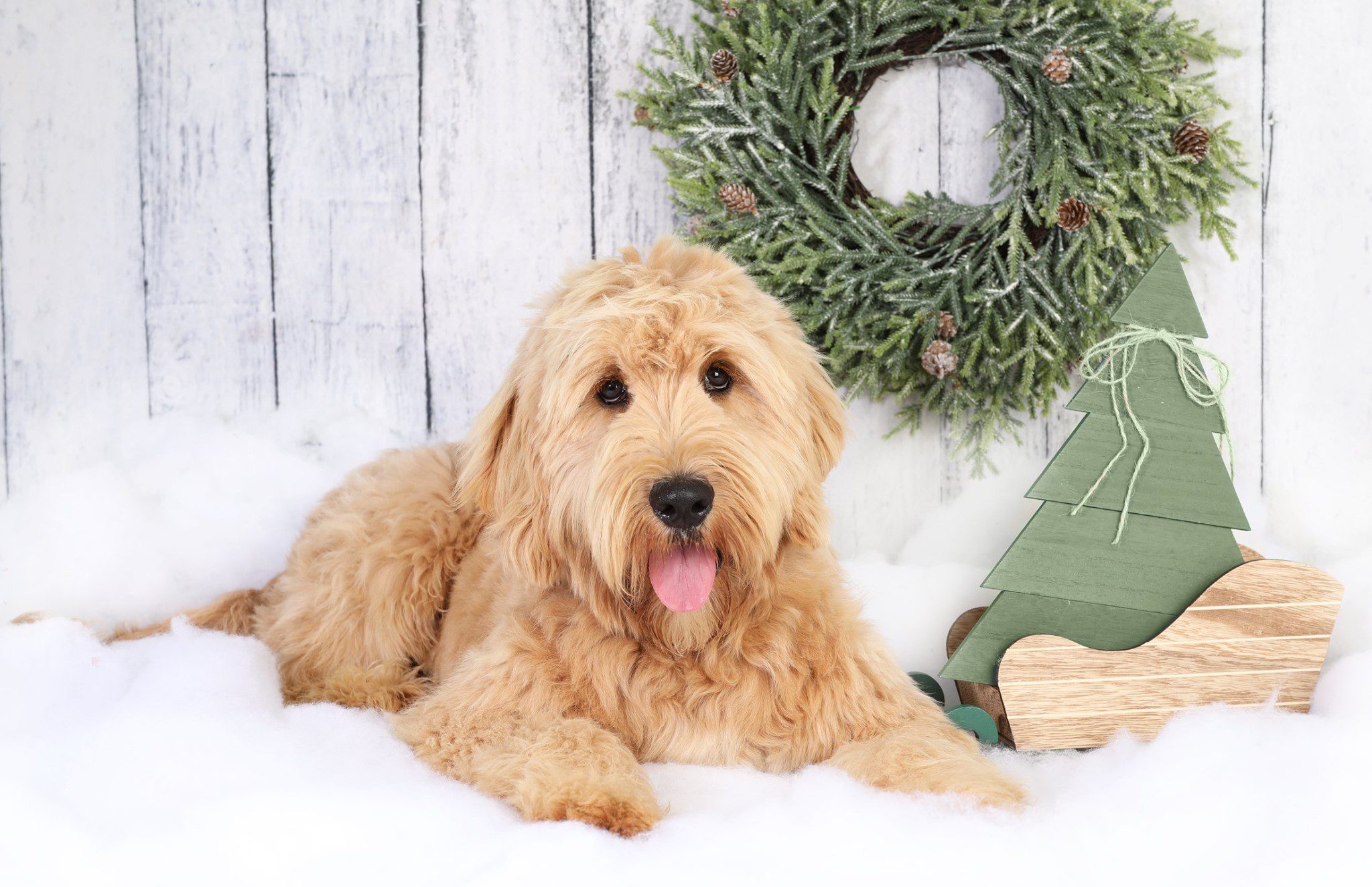 goldendoodle with with Christmas wreath and Christmas tree