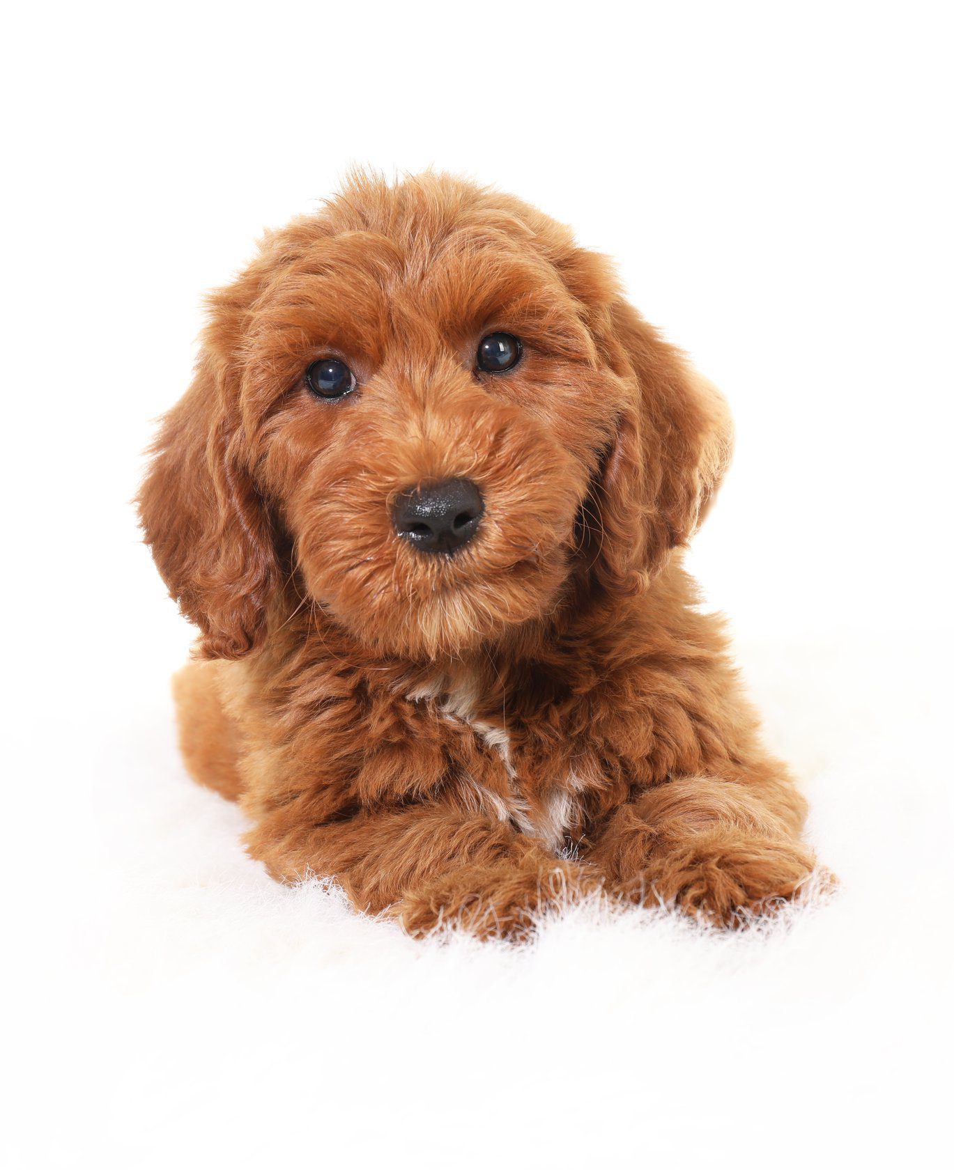 an example a a red goldendoodle puppy