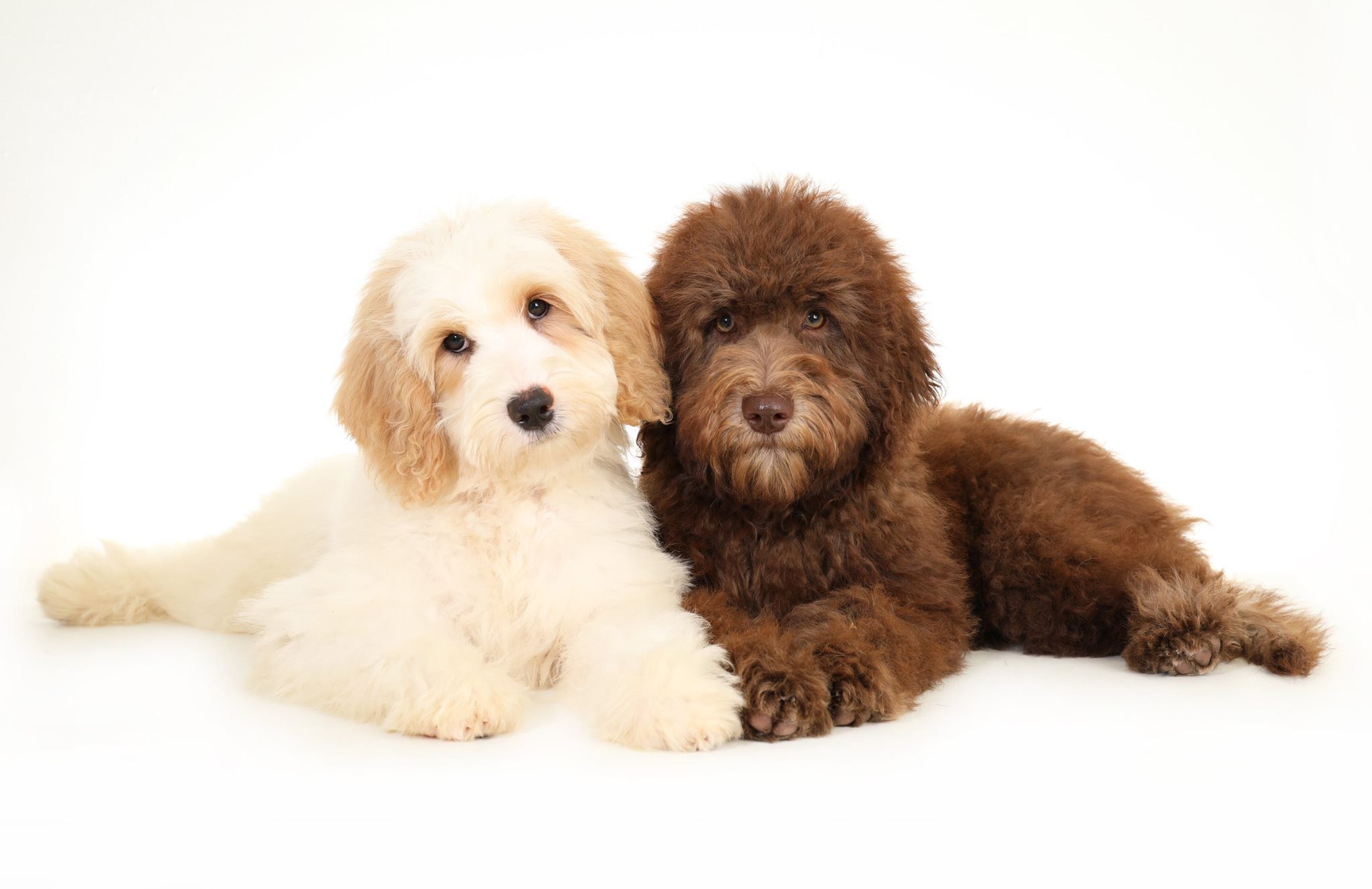 Coats - Chocolate - Teddy Bear Golden Doodles