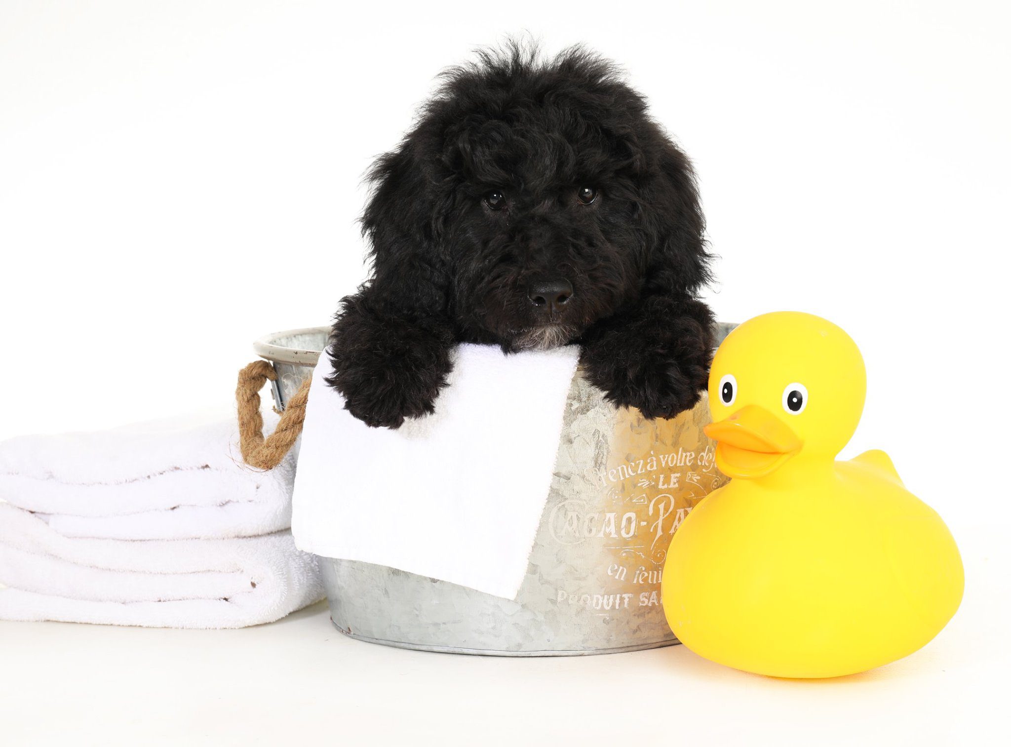 A black golden doodle seven week old puppy with a rubber duck