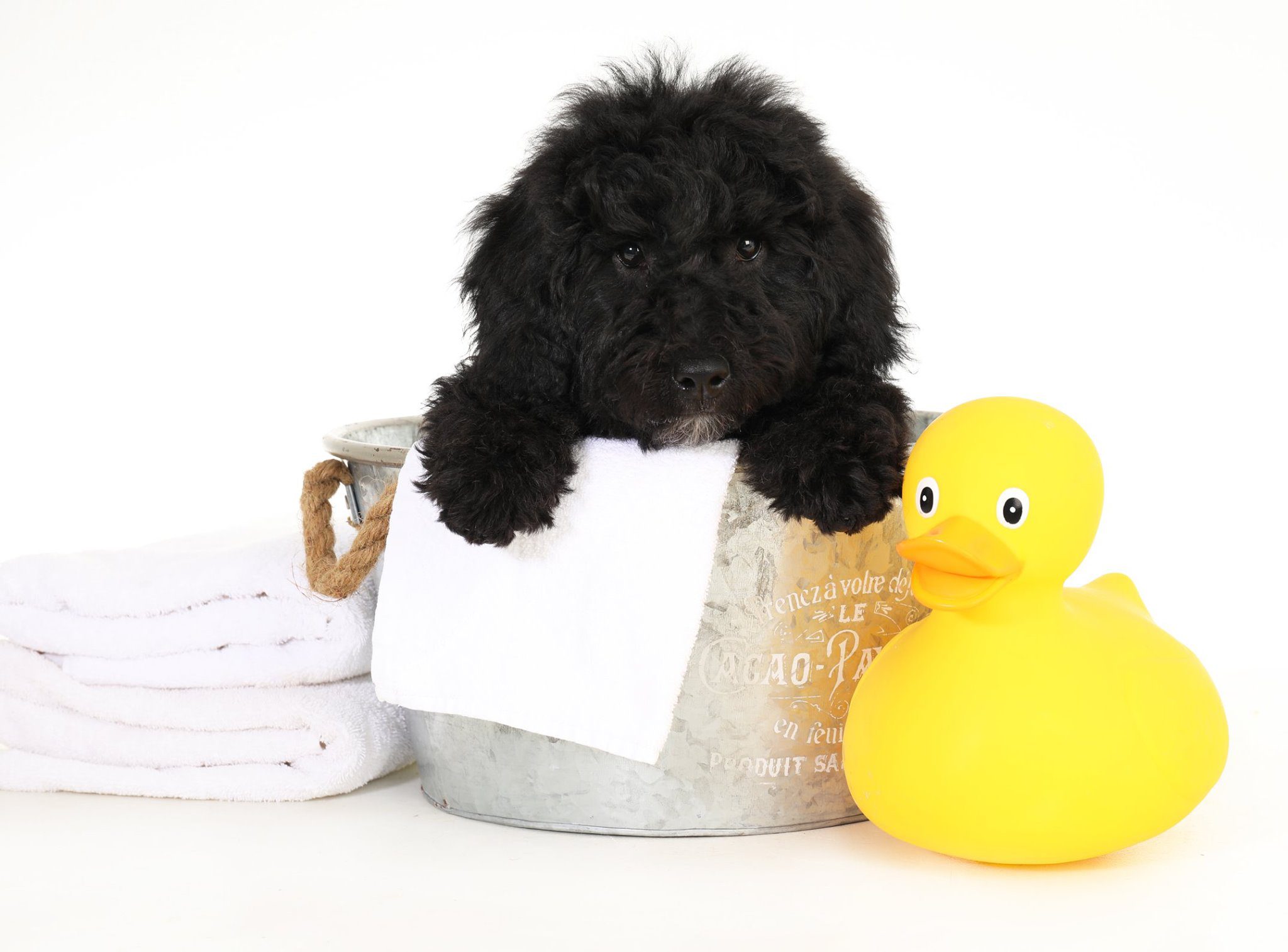 A black golden doodle seven week old puppy.