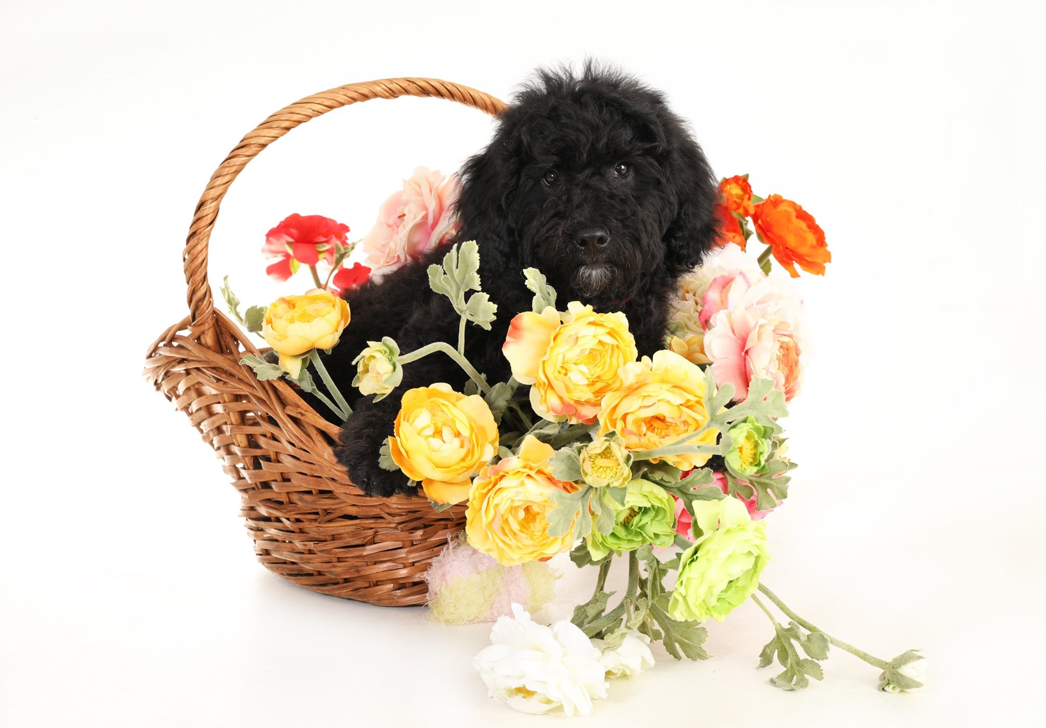 A black golden doodle in a basket of flowers. They are allergy friendly and hypoallergenic.