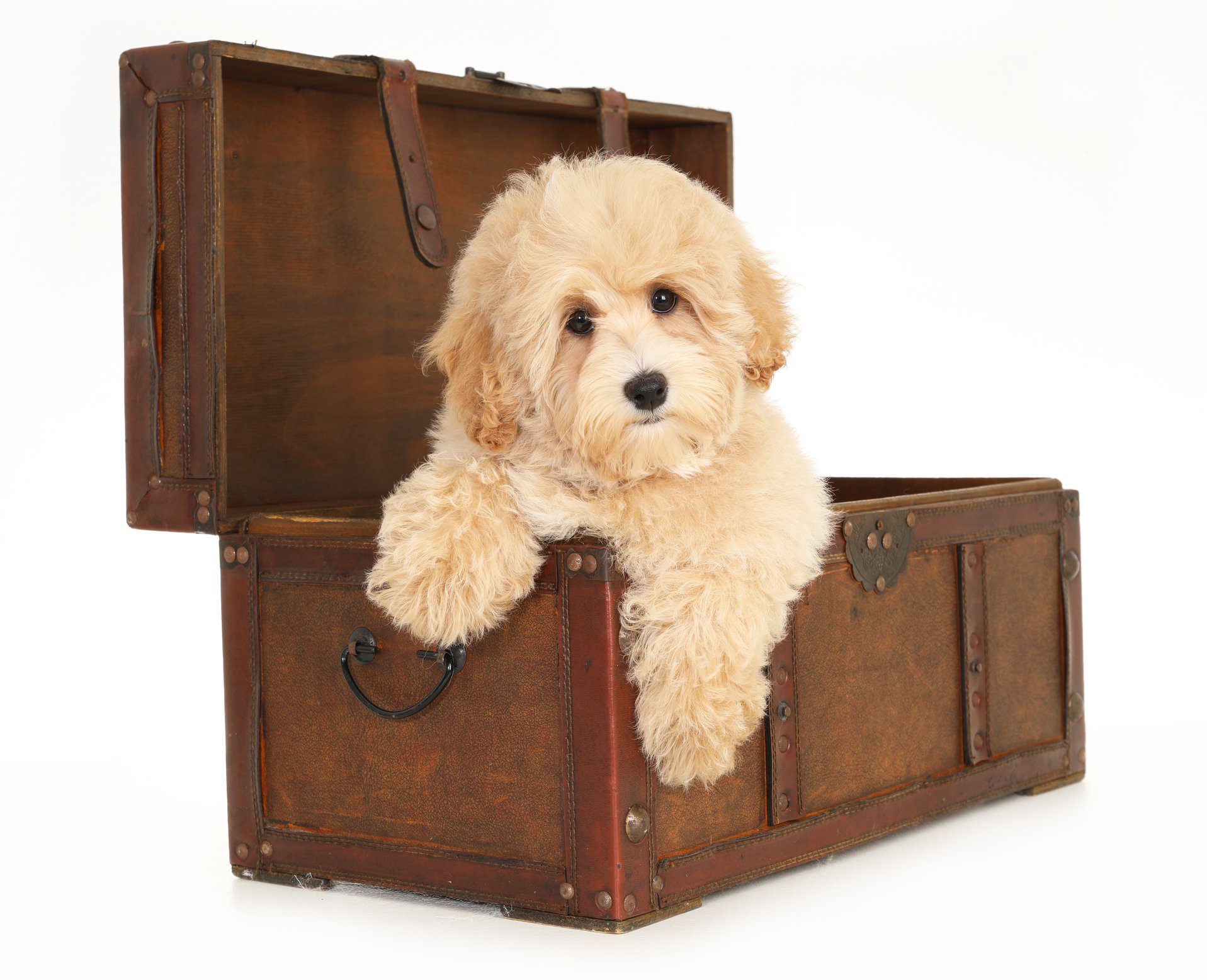 goldendoodle puppy in wooden chest