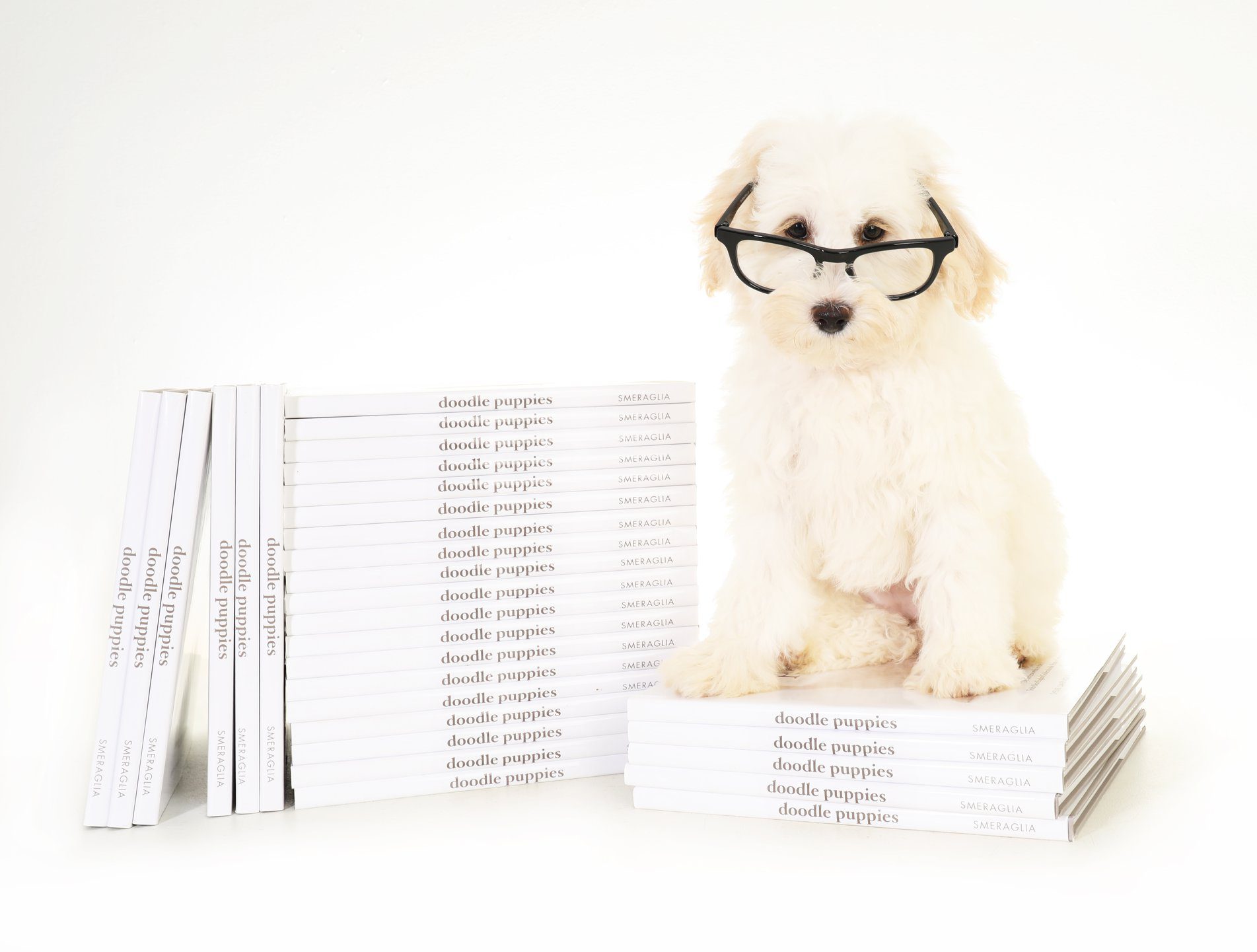 a cream goldendoodle with glasses on sitting on a stack of goldendoodle books