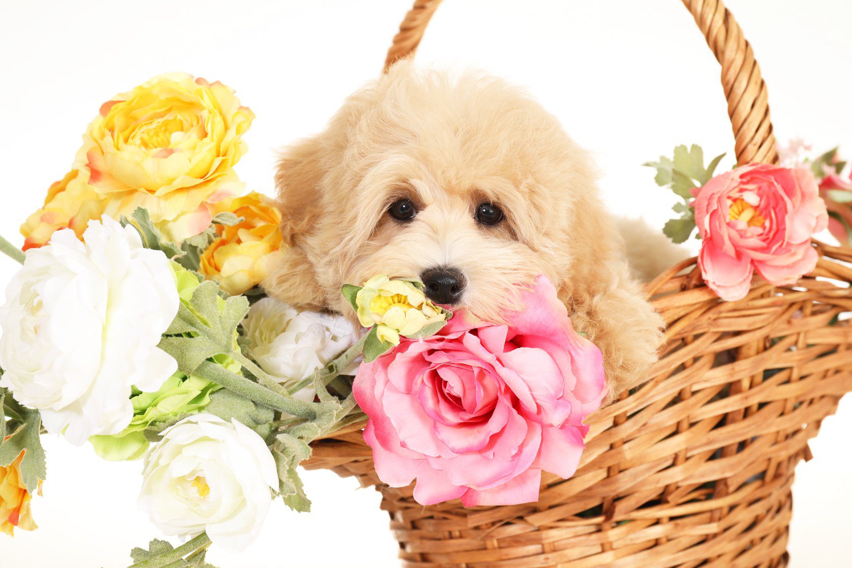 Goldendoodle puppy in wicker basket with flowers