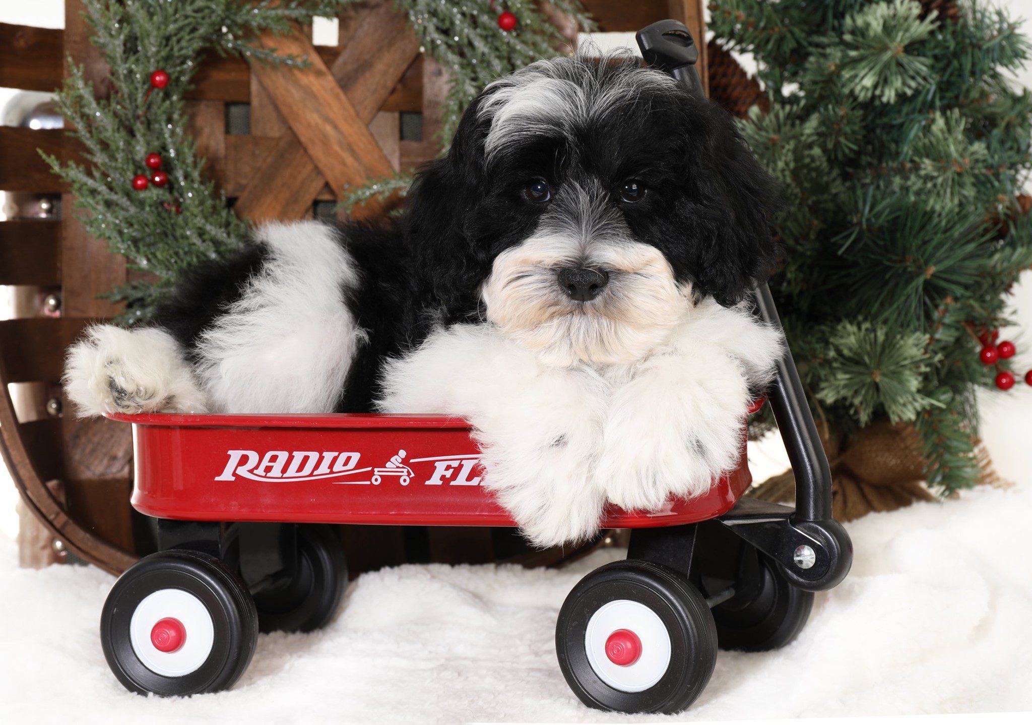 a black and white golden doodle in a radio flyer red wagon and a Christmas wreath