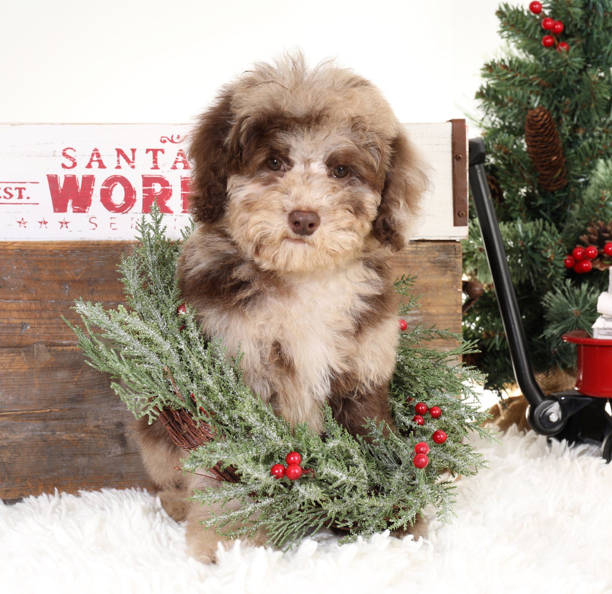 The wookie parti golden doodle is dressed up for all the Christmas festivities! His bright Christmas wreath is the perfect way to celebrate the season. His tail wags with excitement as he takes in all the sights and smells of Christmas. What a great dog with beautiful markings. Bred at Smeraglia Teddybear Goldendoodles