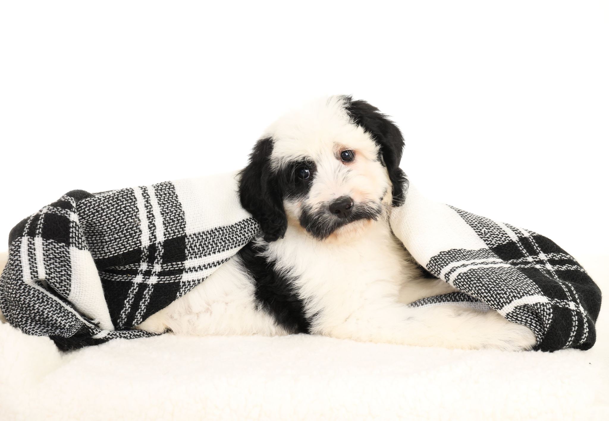 a black and white goldendoodle with a black and white plaid blanket