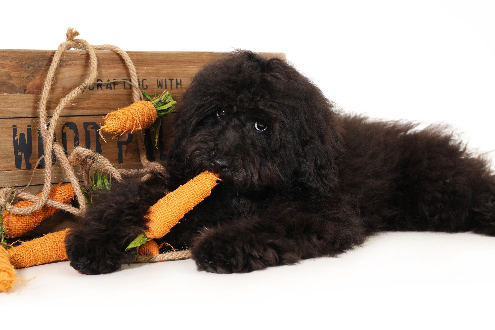 A black golden doodle eating a carrot during his photo shoot.