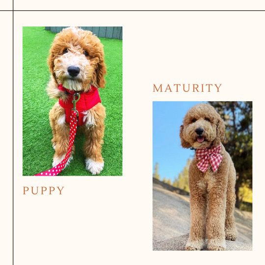 The adorable golden doodle puppy pictured is just a few months old. The sweet pup has a lot of growing to do before becoming the full-sized dog shown in the second photo. In the meantime, the puppy is full of energy and love, and sure to bring a smile to anyone's face.