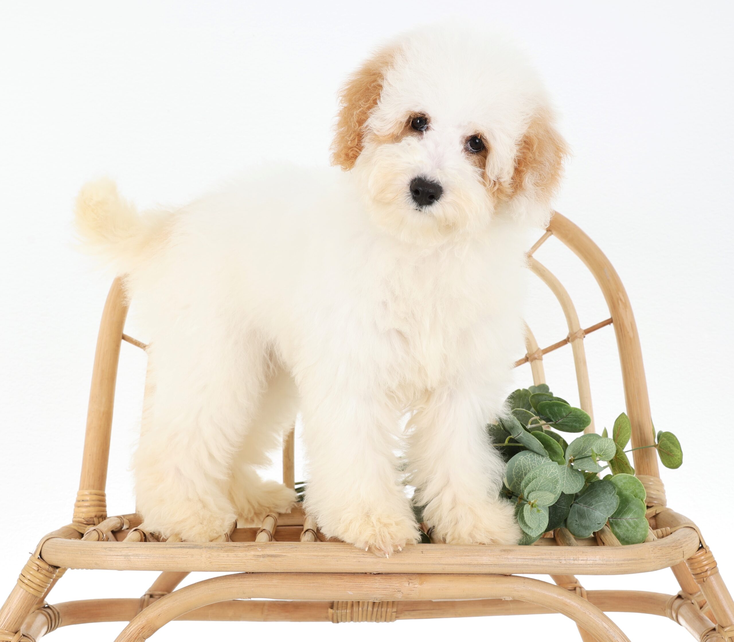 a miniature teddy bear twoodle in a chair