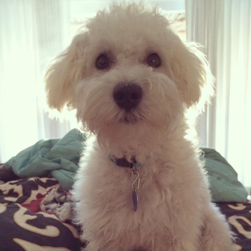 an f1 small teddy bear schnoodle on a bed