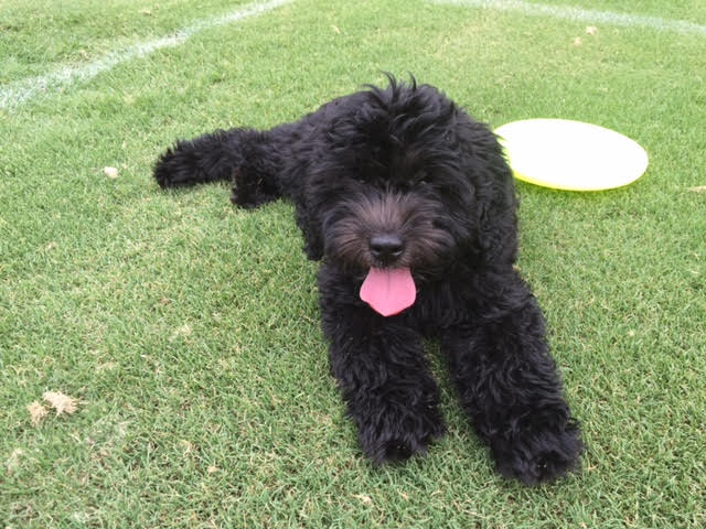 a miniature black f1b English teddy bear golden doodle enjoying a nice lawn