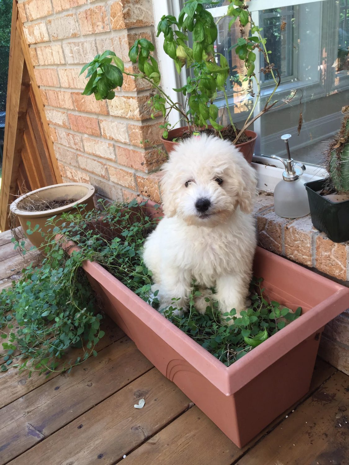 an F2B Teddy Bear English Godlendoodle puppy in a plant pot