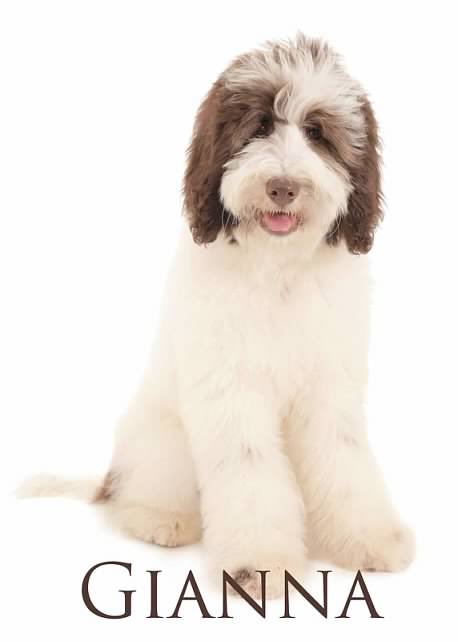 an F2B large brown and white English Teddy Bear Goldendoodle