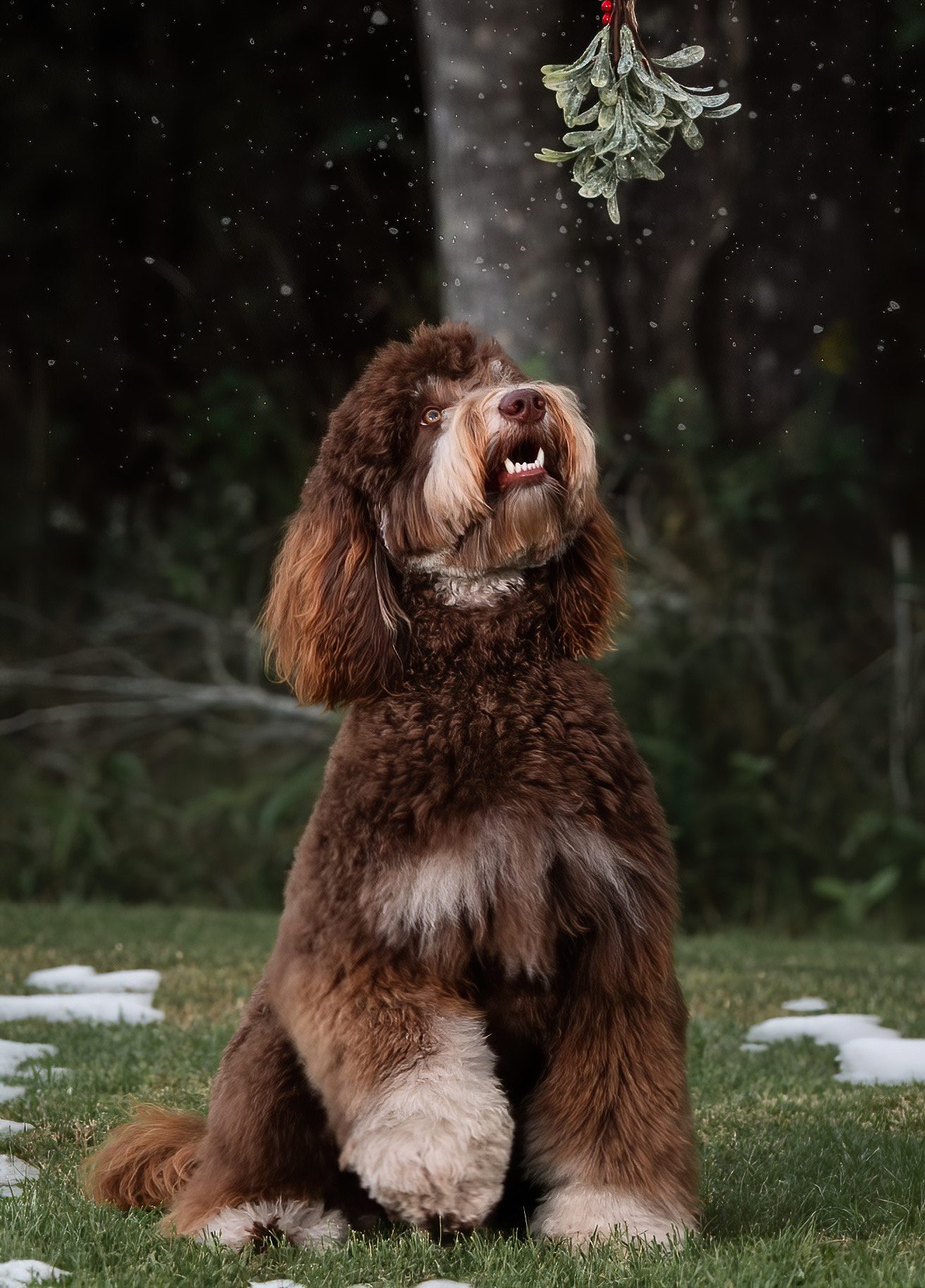 a beautiful medium sized brow teddybear twoodle in the snow