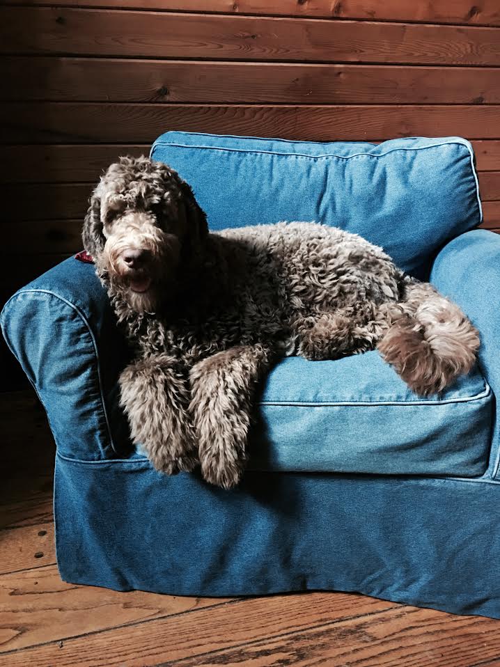 The black golden doodle on the couch is a beautiful dog. His fur is shiny and his eyes are bright. He looks very comfortable on the couch and seems to be enjoying his nap. Smeraglia Teddybear Goldendoodles produce the most gorgeous black goldendoodles.