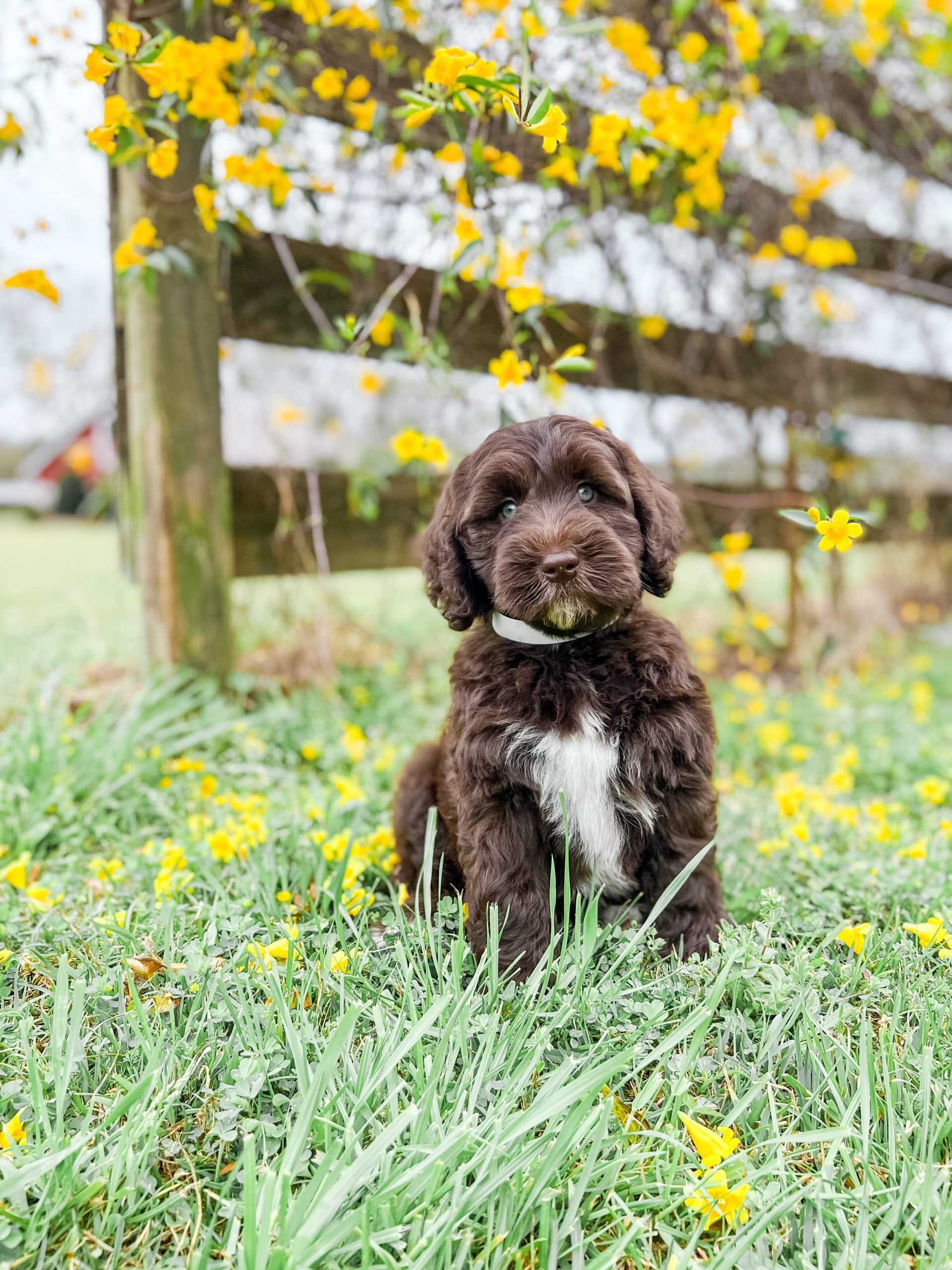 a chocolate teddy bear twoodle with white marking on his chest in the grass with flowers
