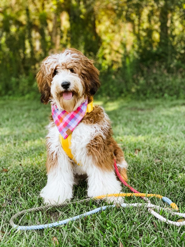 Teddy Bear Twoodles