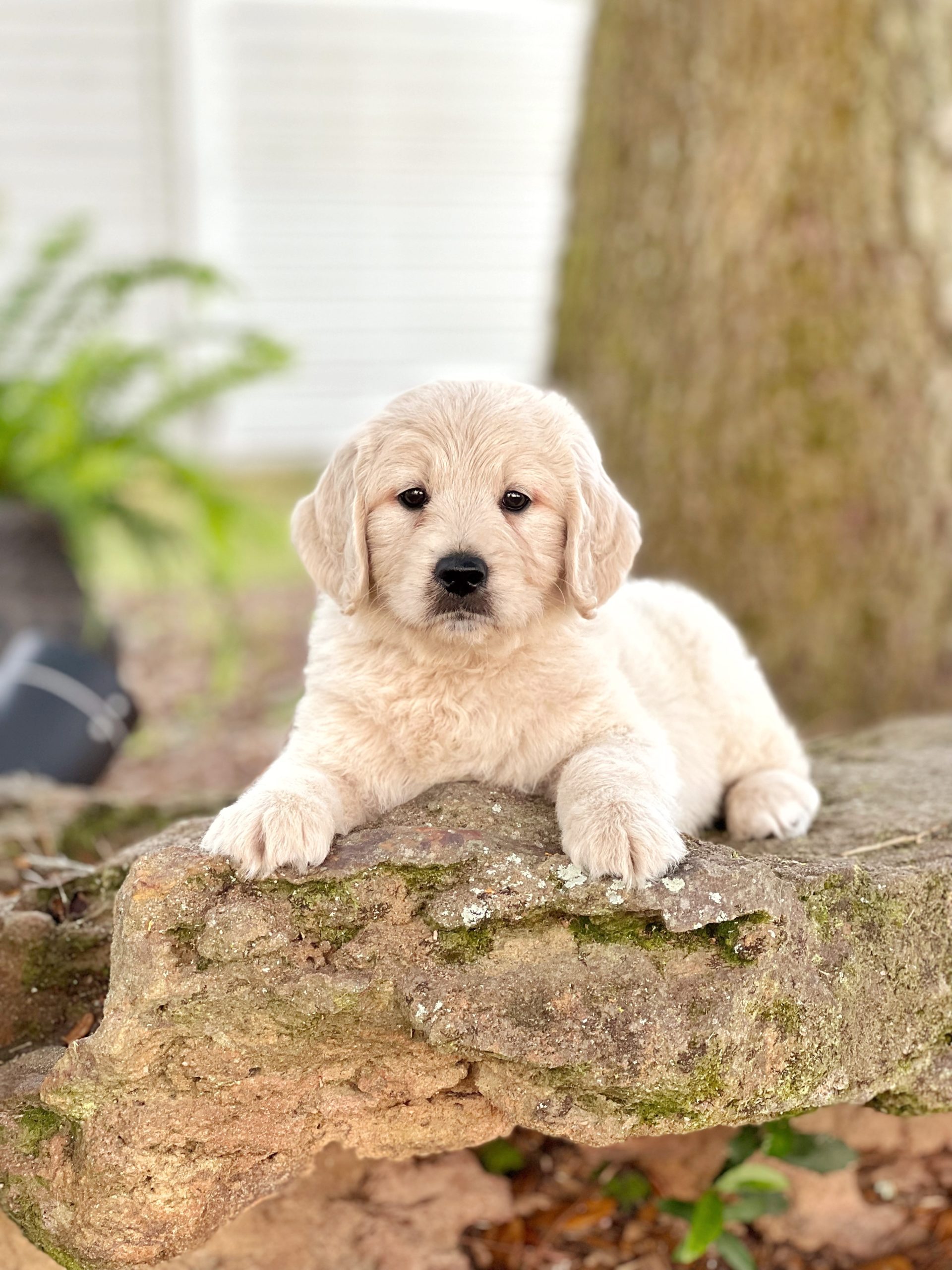 f1 mini English teddybear goldendoodle on a rock for his photoshoot