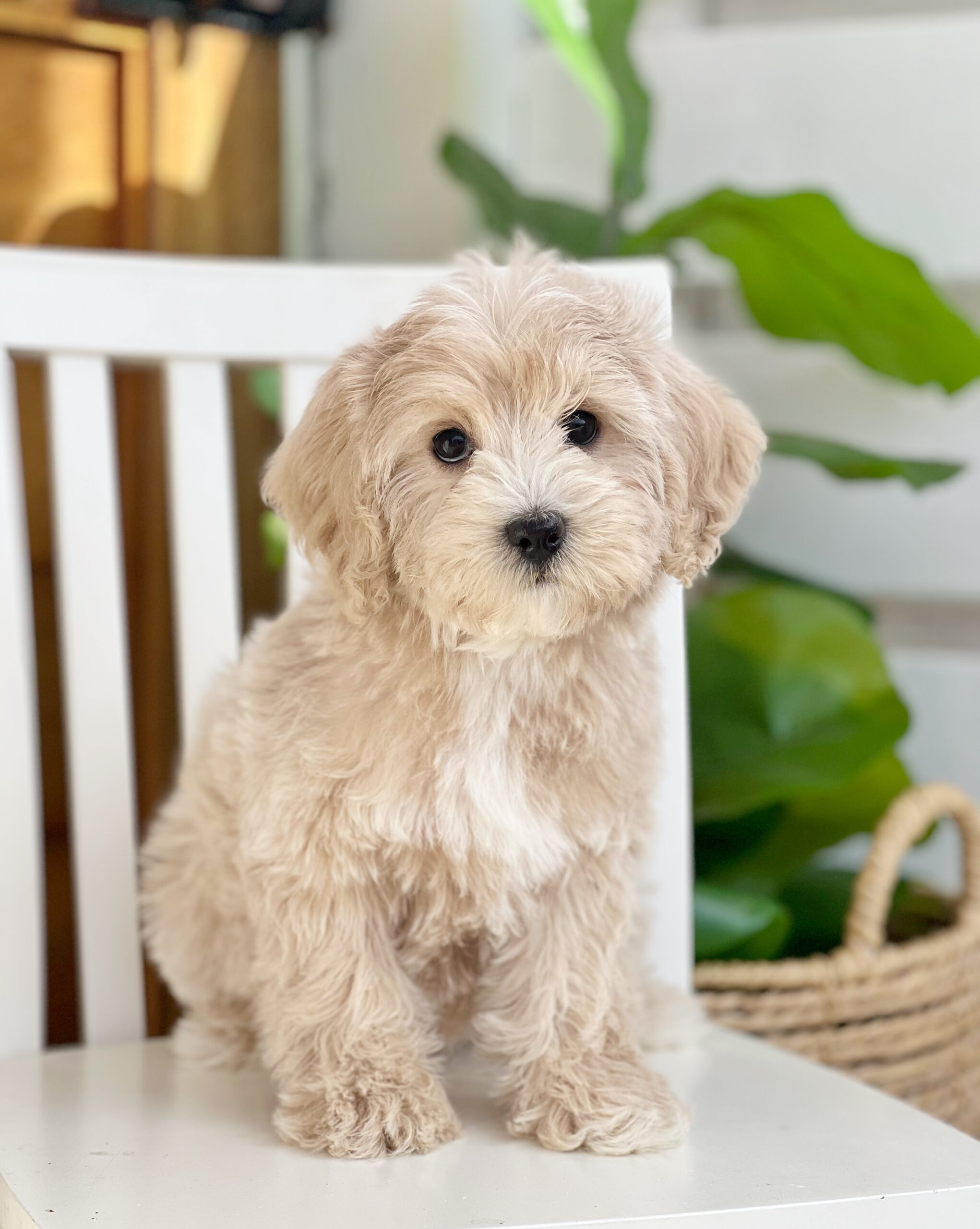 an adorable mini teddybear twoodle in a white chair