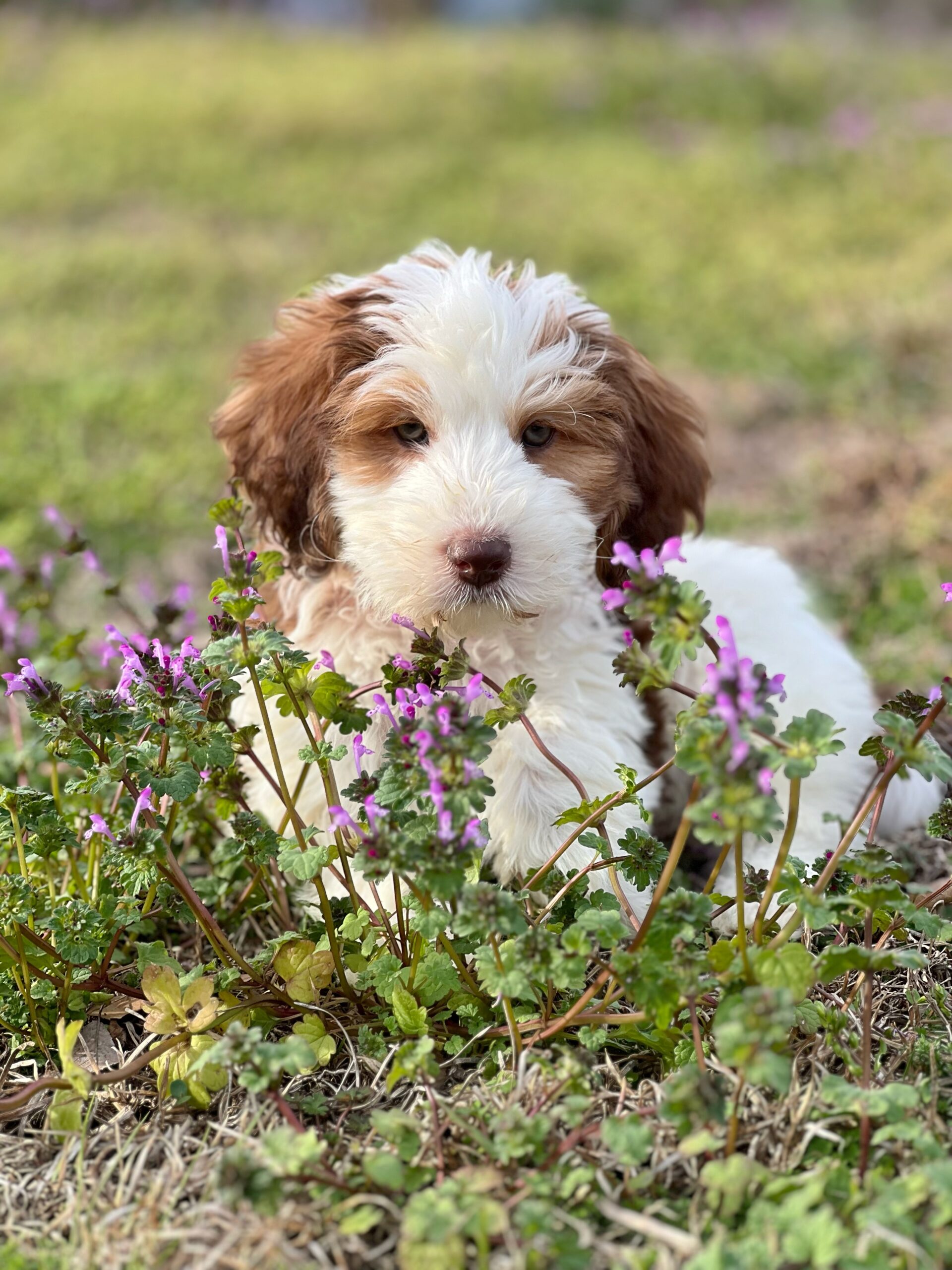 a beautiful teddy bear twoodle puppy laying in the grass