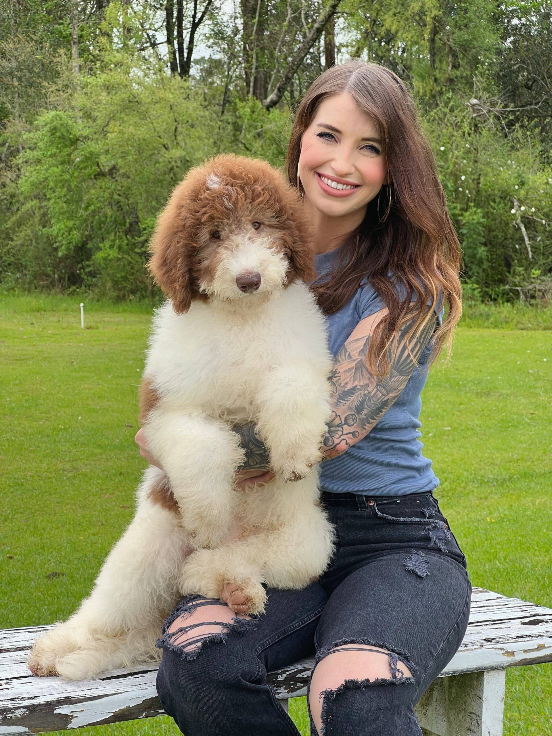 Giant Teddy Bear Schnoodle Teddy Bear Golden Doodles